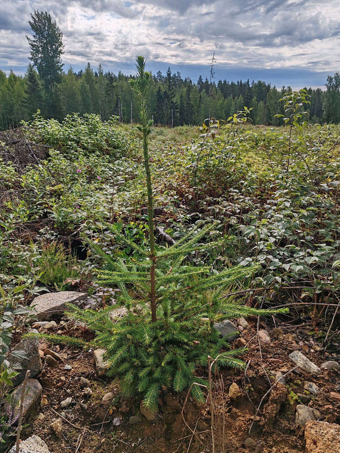 Metsämääräala n. 24 ha Somero, Kultela, Vanha Torrontie 10