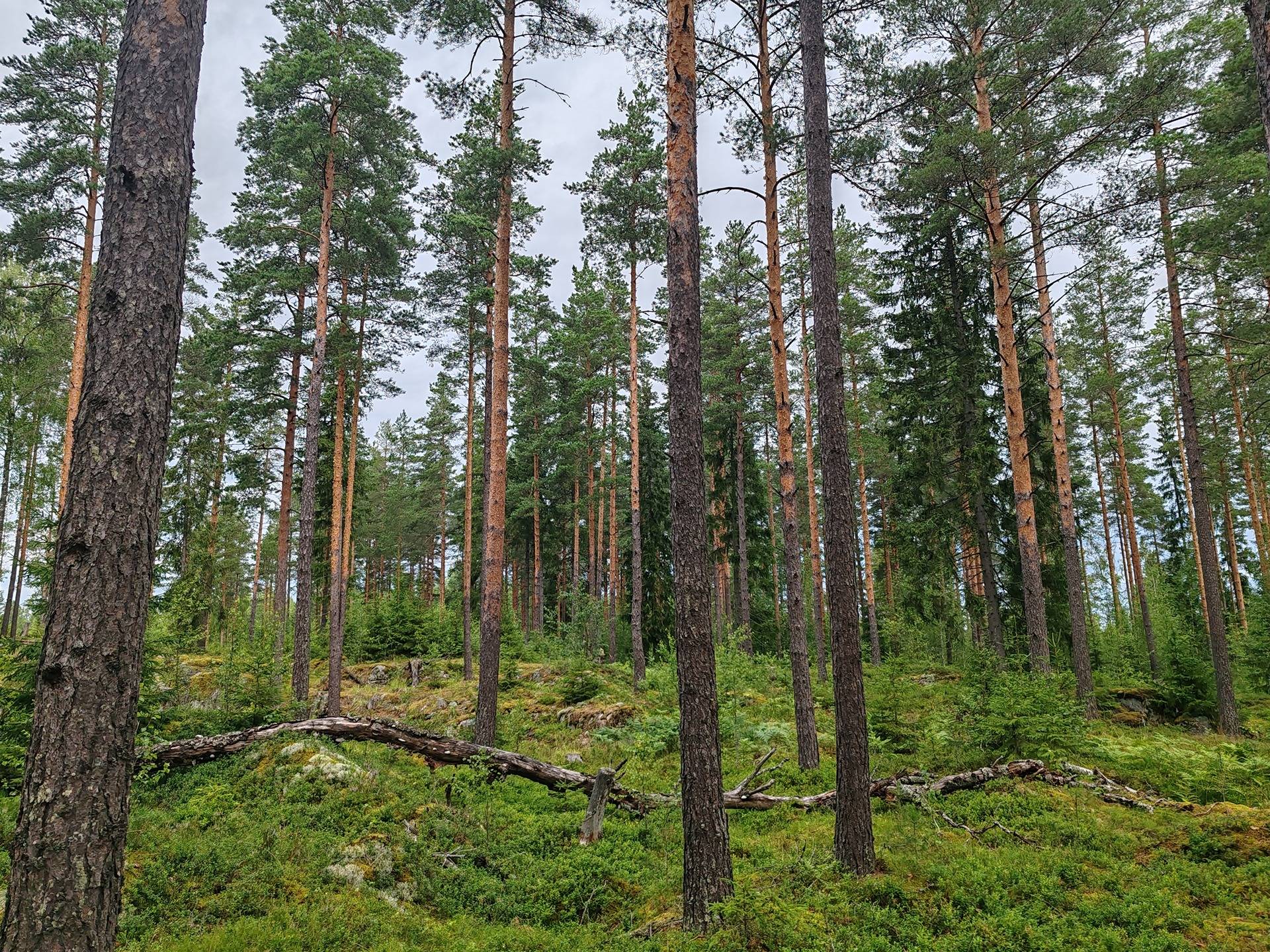 Metsämääräala n. 24 ha Somero, Kultela, Vanha Torrontie 17