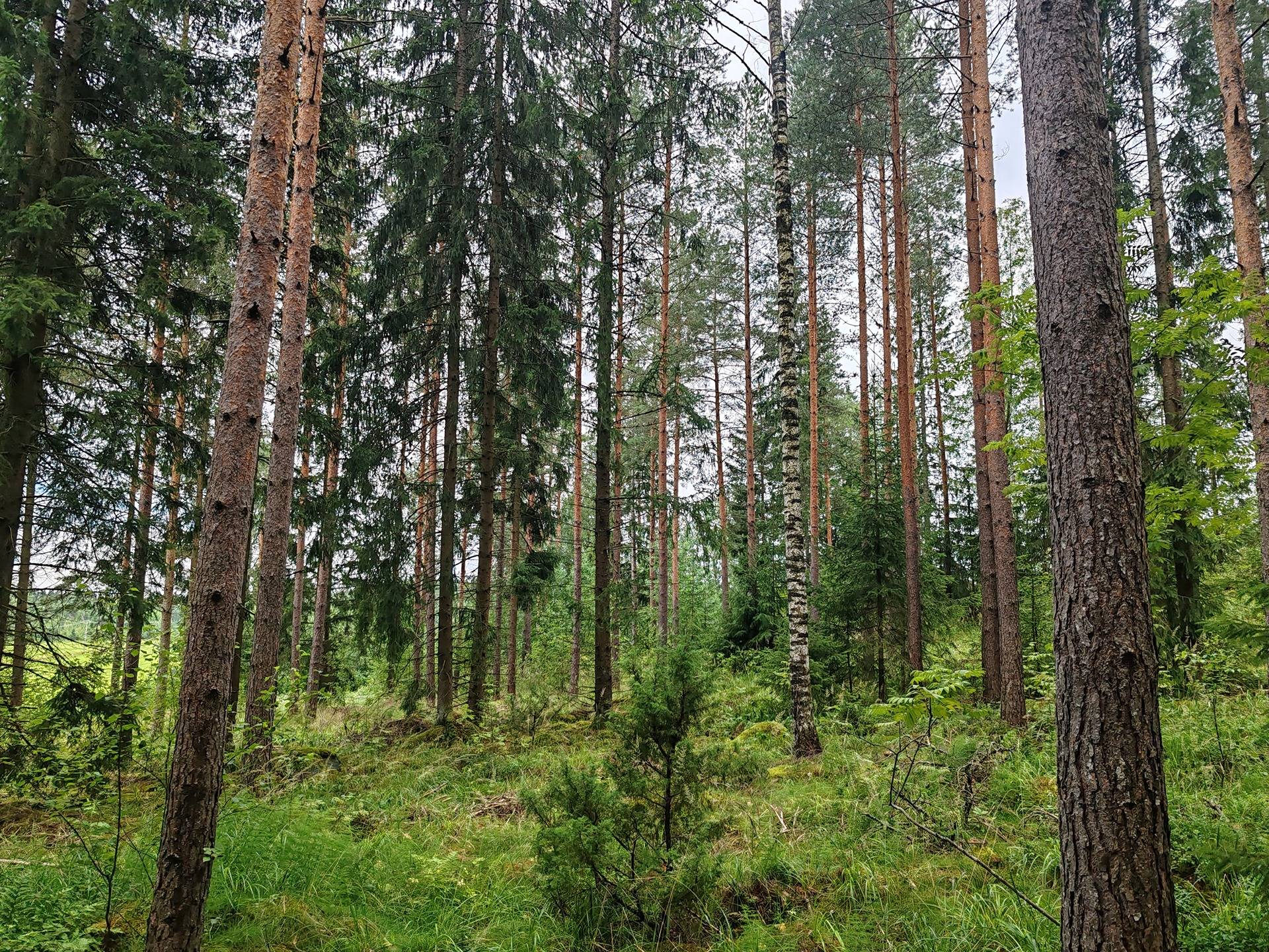 Metsämääräala n. 24 ha Somero, Kultela, Vanha Torrontie 23