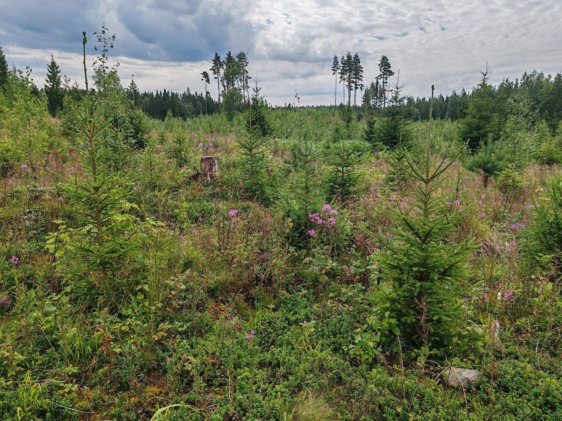 Metsämääräala n. 24 ha Somero, Kultela, Vanha Torrontie 26