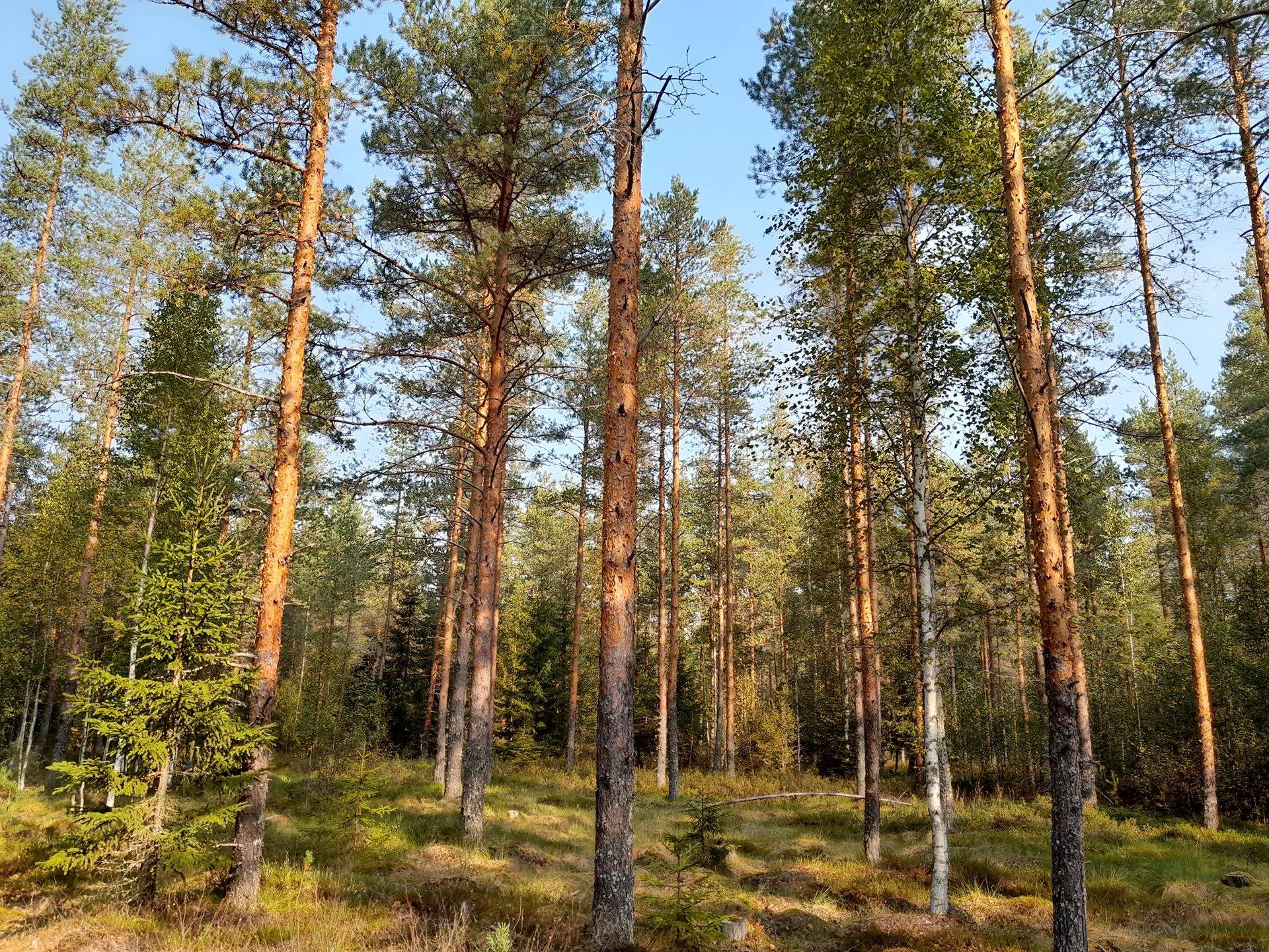 Omslagsbild för objektet Metsäkivimäki 249-405-12-44 määräala