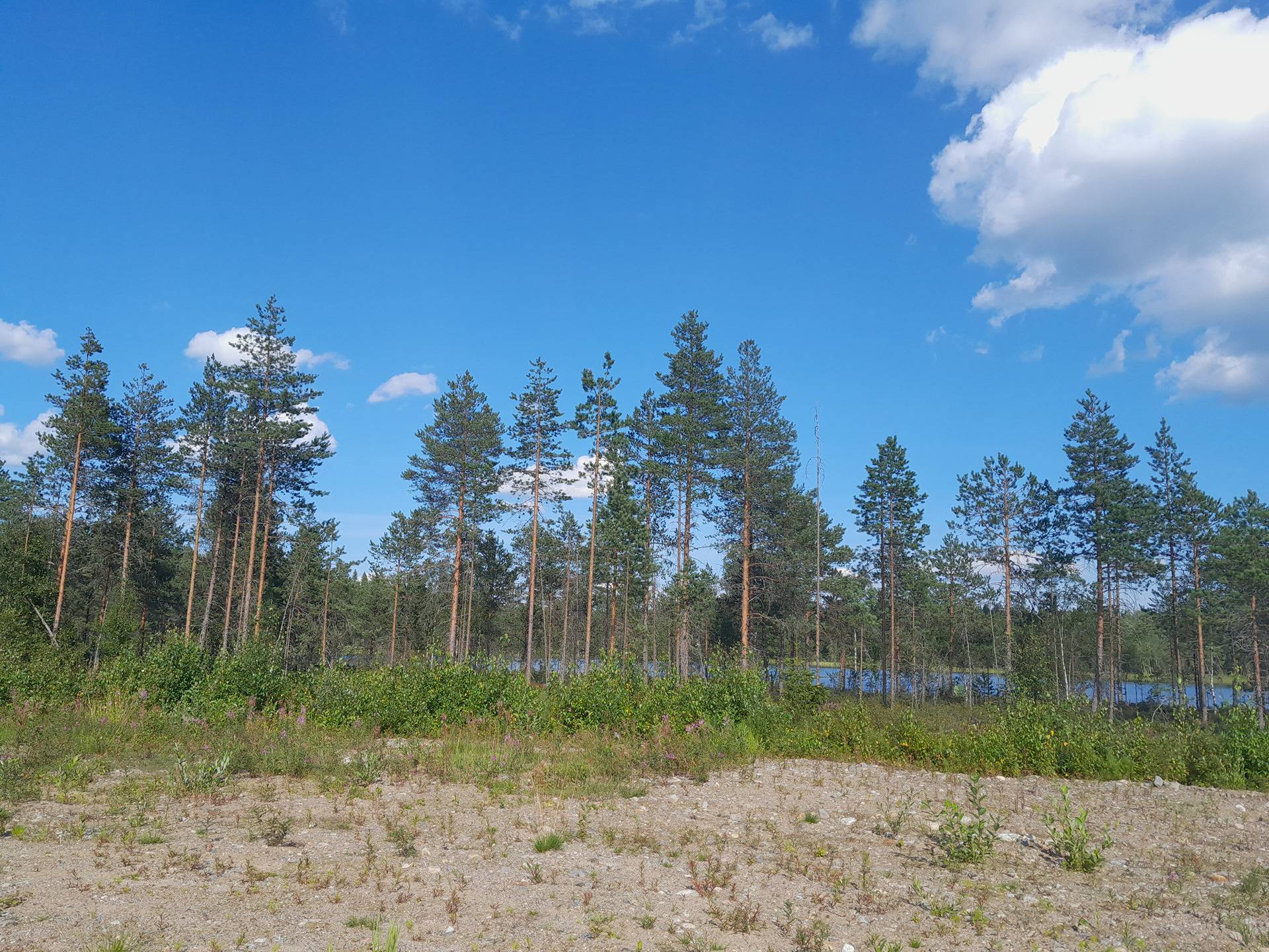 Omslagsbild för objektet Kotiranta