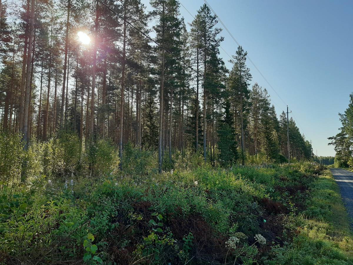 Omslagsbild för objektet RANNIO 38:68