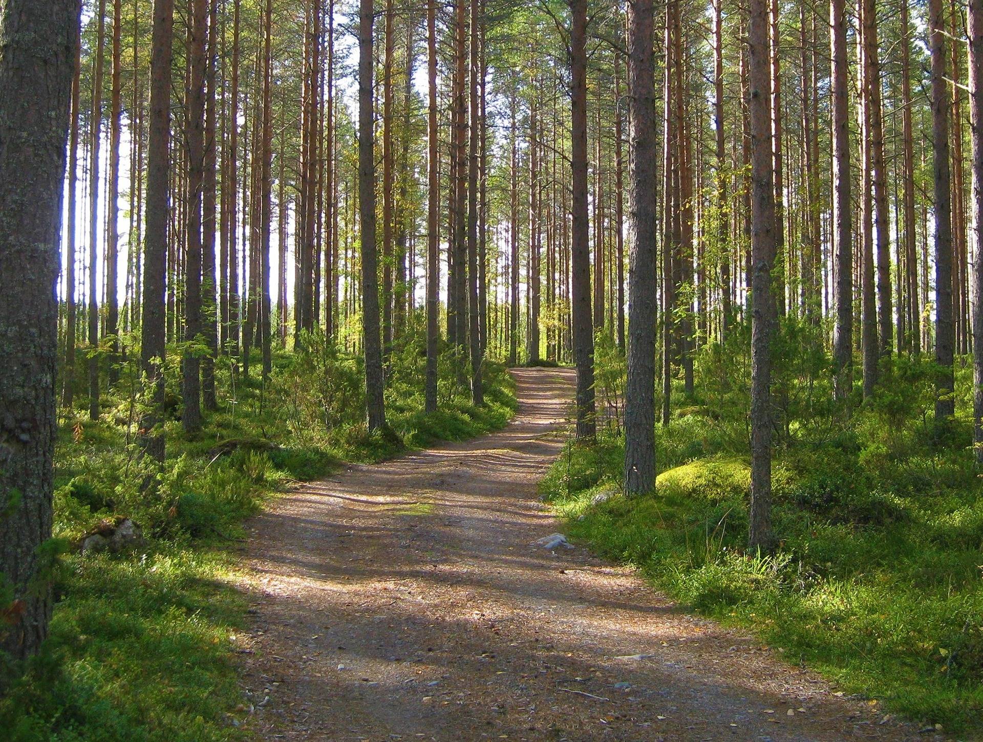 Omslagsbild för objektet Tila UUSI VÄHÄKOURI 9:2, jossa Kälviän Hirsimetsäosuus 9039 kpl sekä maa- ja vesialueosuudet