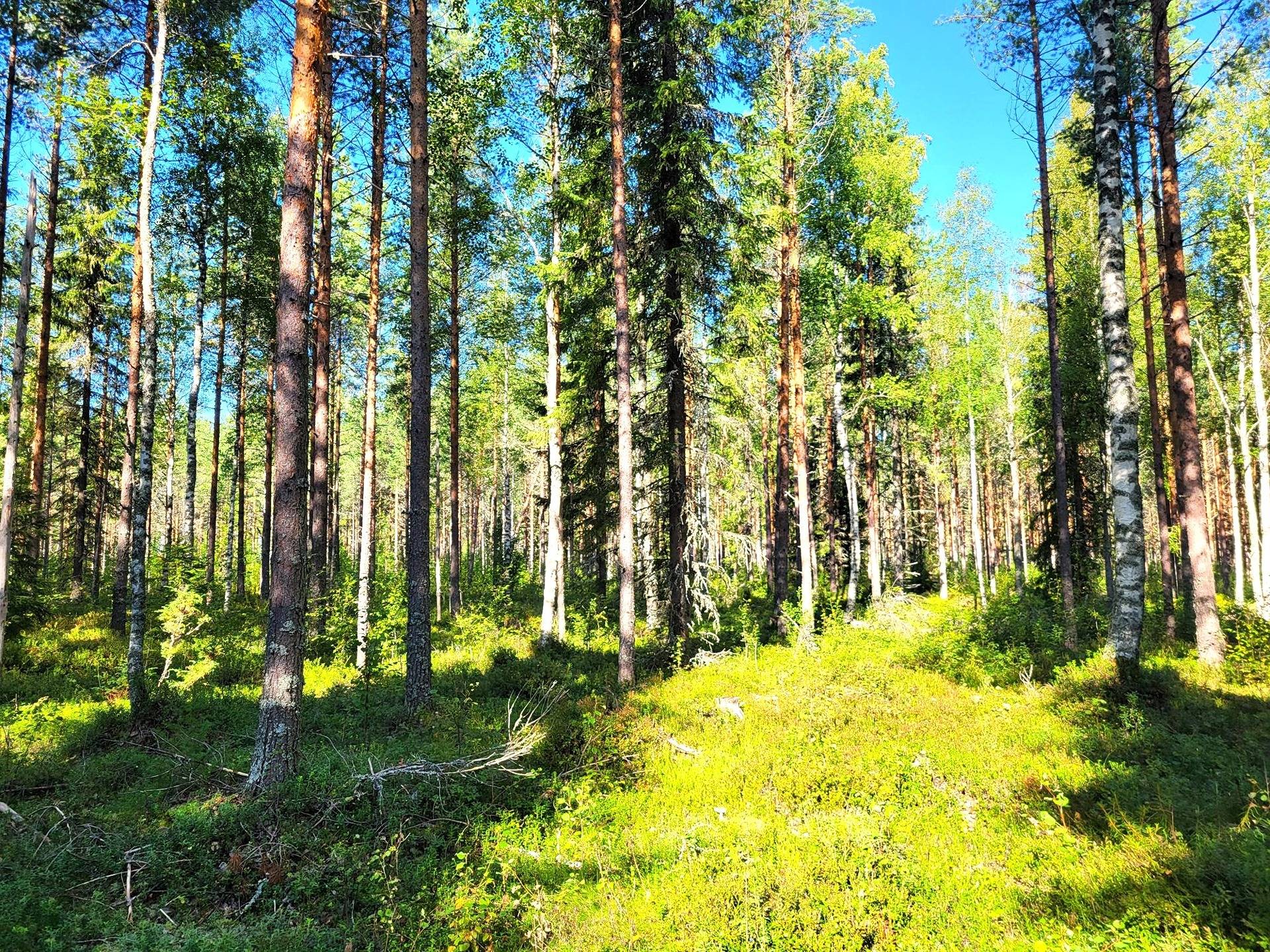 Metsätila Kovesranta 13:20 5