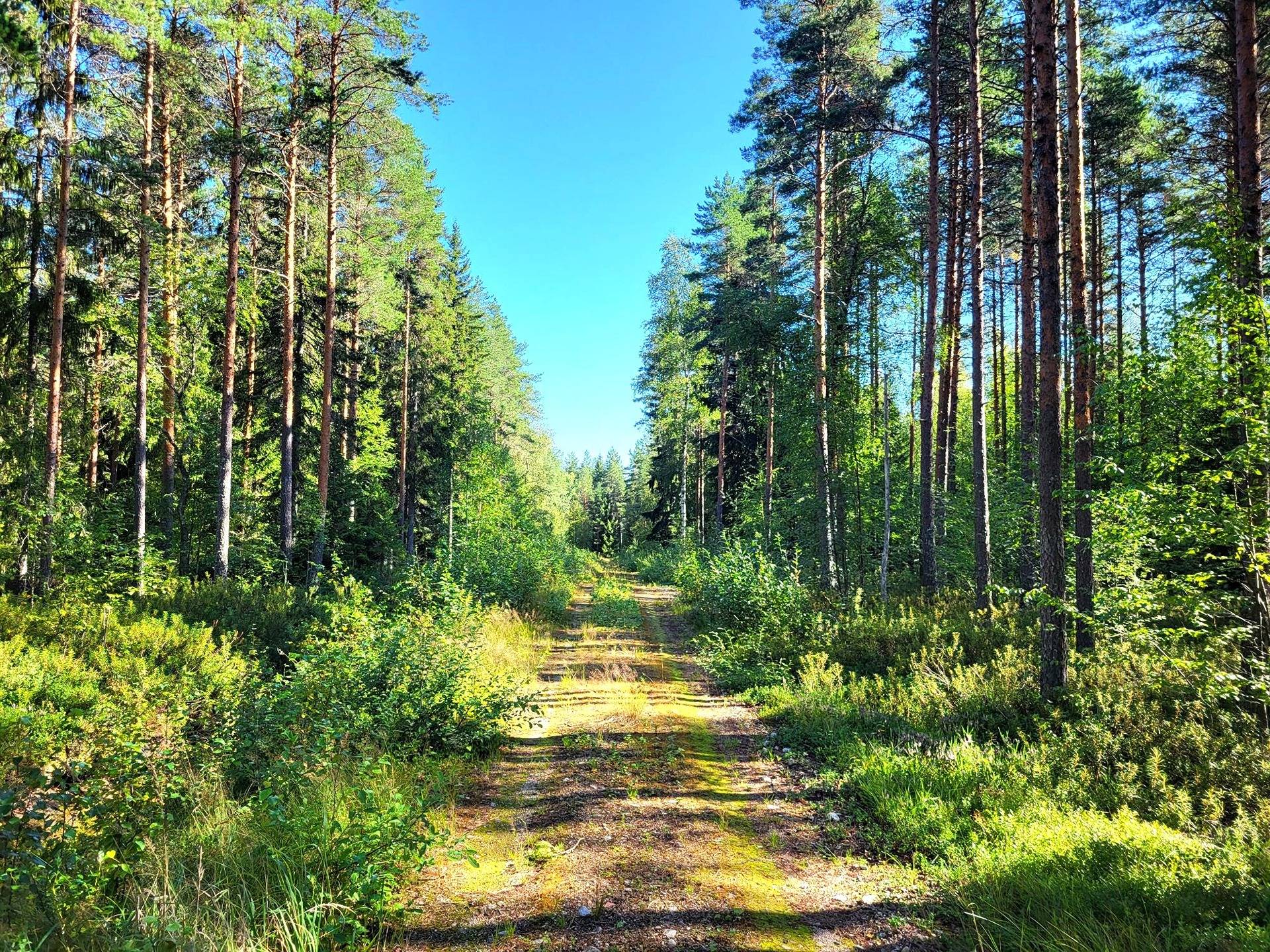 Metsätila Kovesranta 13:20 6