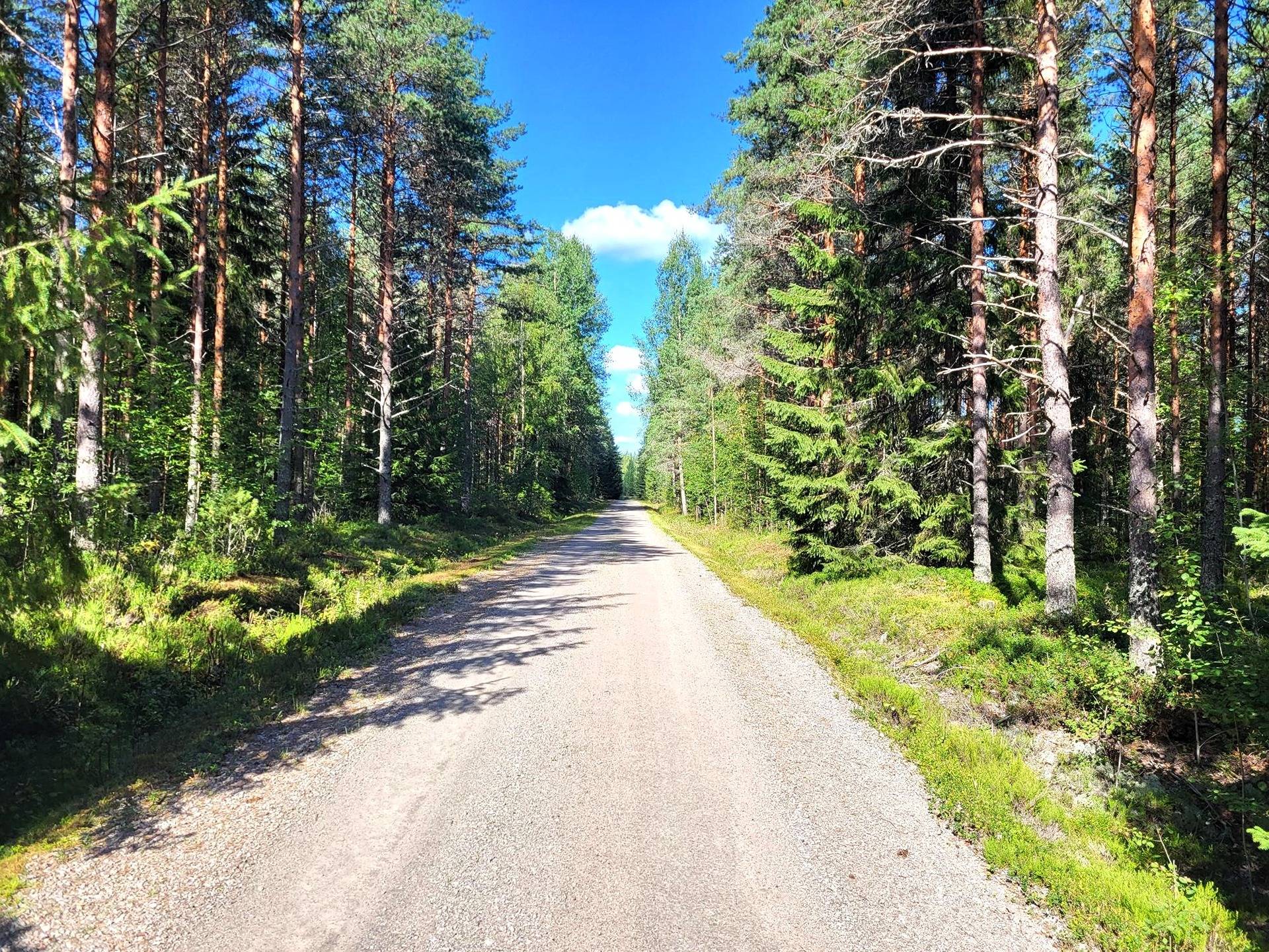 Omslagsbild för objektet Metsätila Kovesranta 13:20