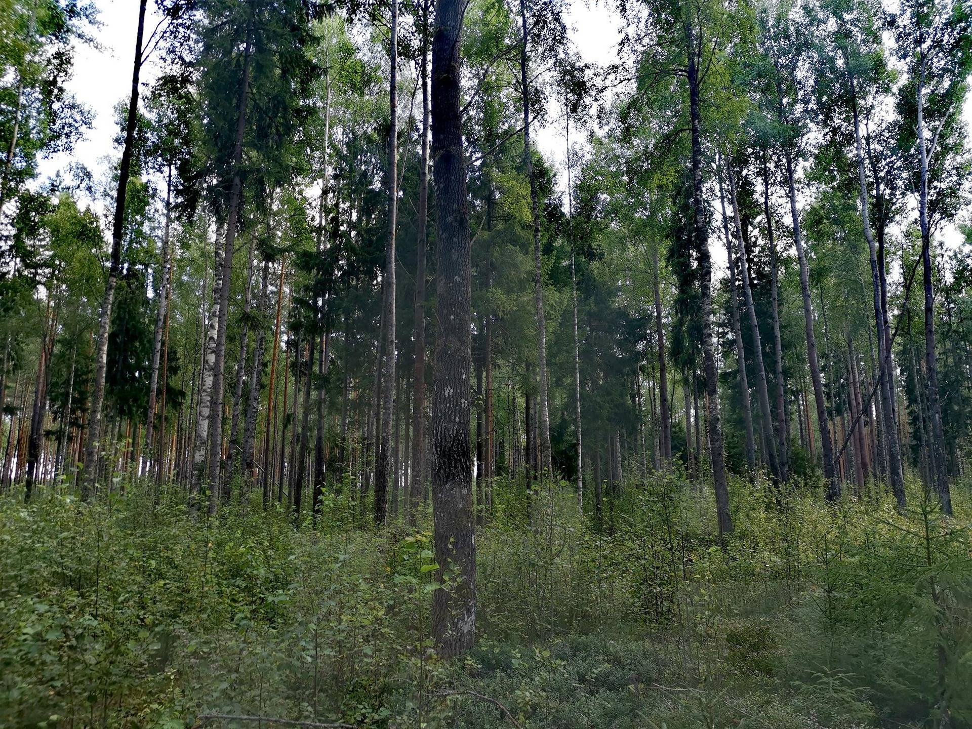 Metsätila 5,88 ha, Norokorpi 50-436-9-103; Eura, Panelia  2