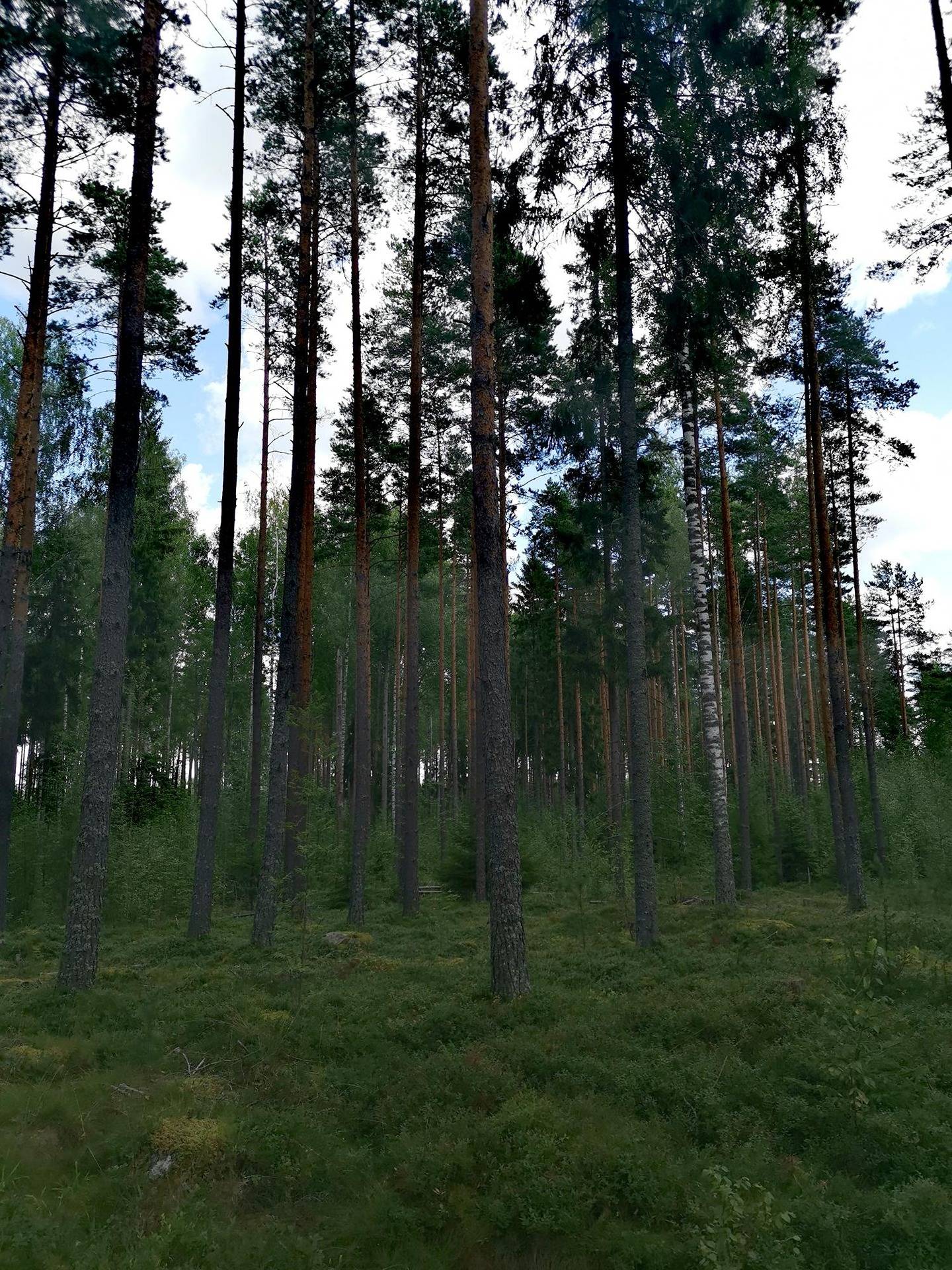 Omslagsbild för objektet Metsätila 5,88 ha, Norokorpi 50-436-9-103; Eura, Panelia 