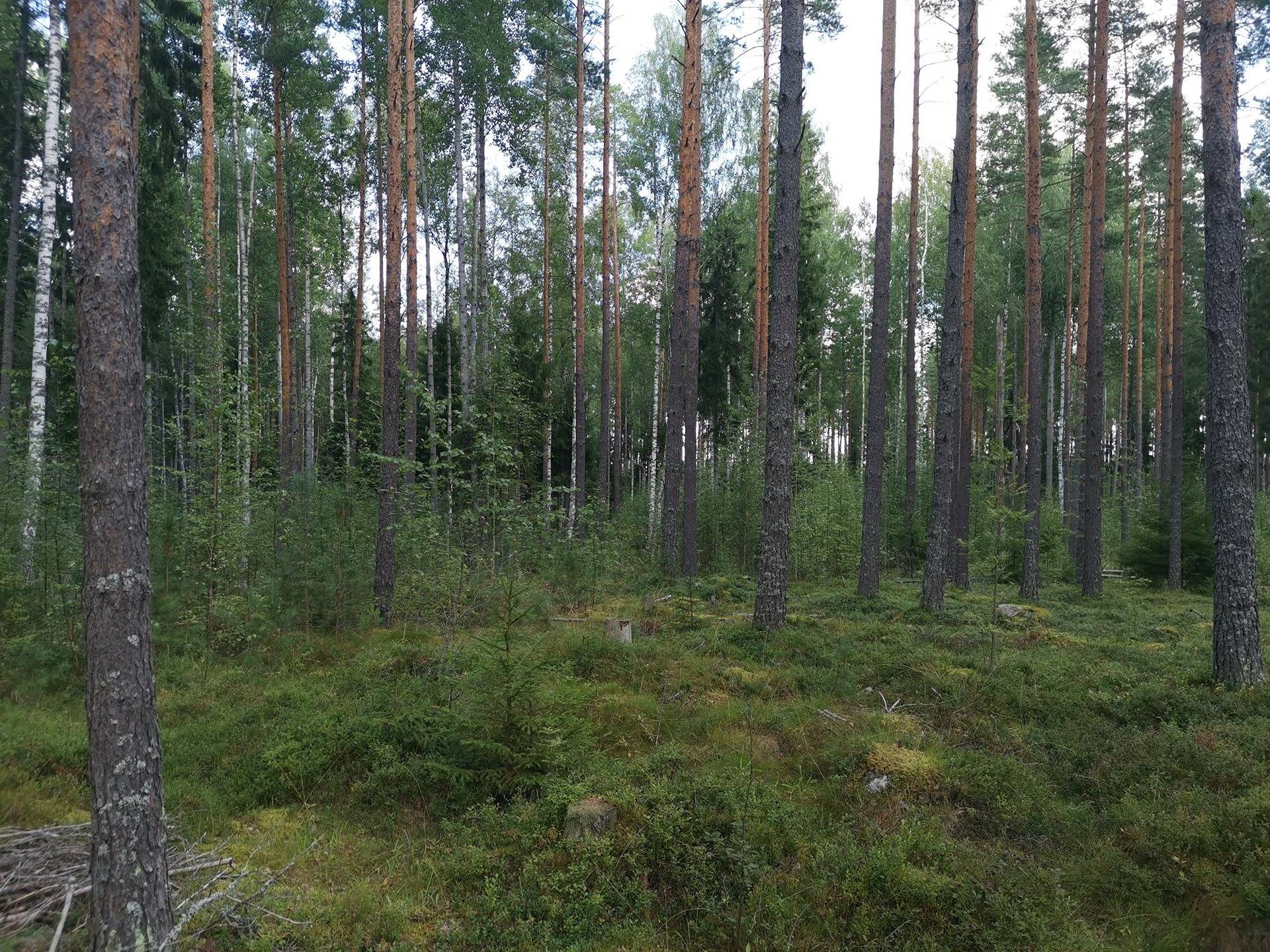 Metsätila 5,88 ha, Norokorpi 50-436-9-103; Eura, Panelia  3