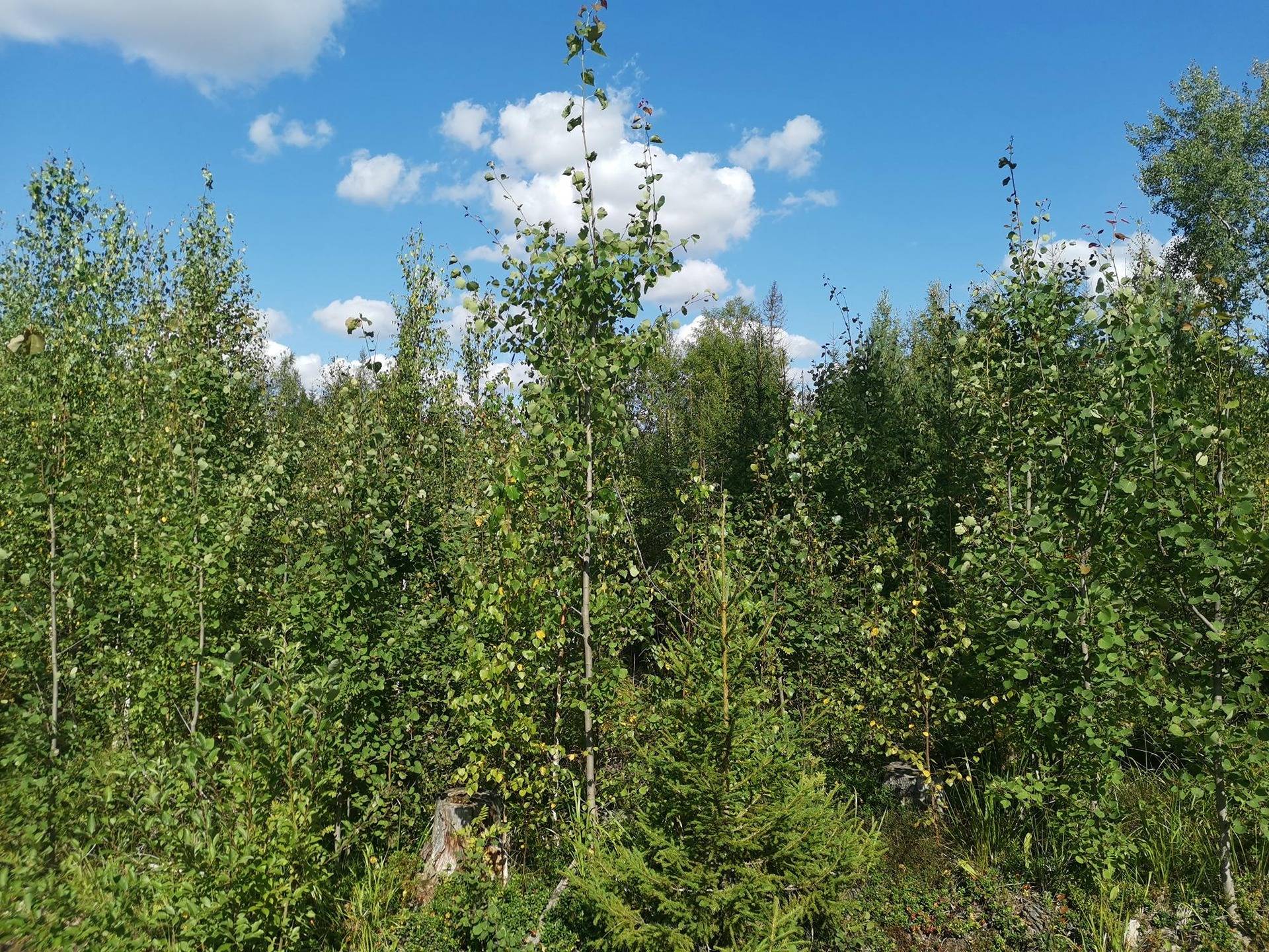 Metsätila 5,88 ha, Norokorpi 50-436-9-103; Eura, Panelia  4