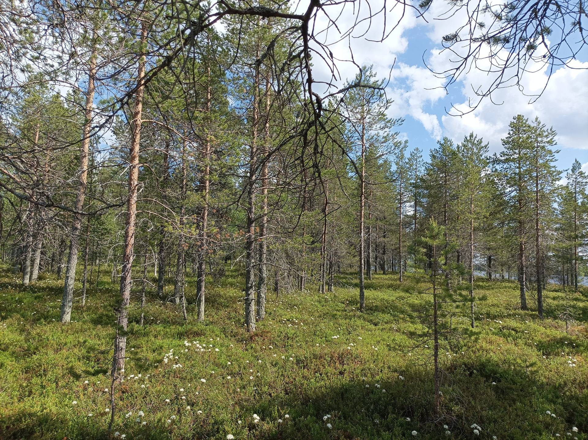 Omslagsbild för objektet Kuusamon yhteismetsän osuus 0,012600