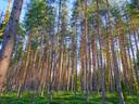 Evijärvi Aho, metsätilat TERVASHUHTA 10:48 ja HAKAMAA 10:30 yhteensä 8,1 ha 3