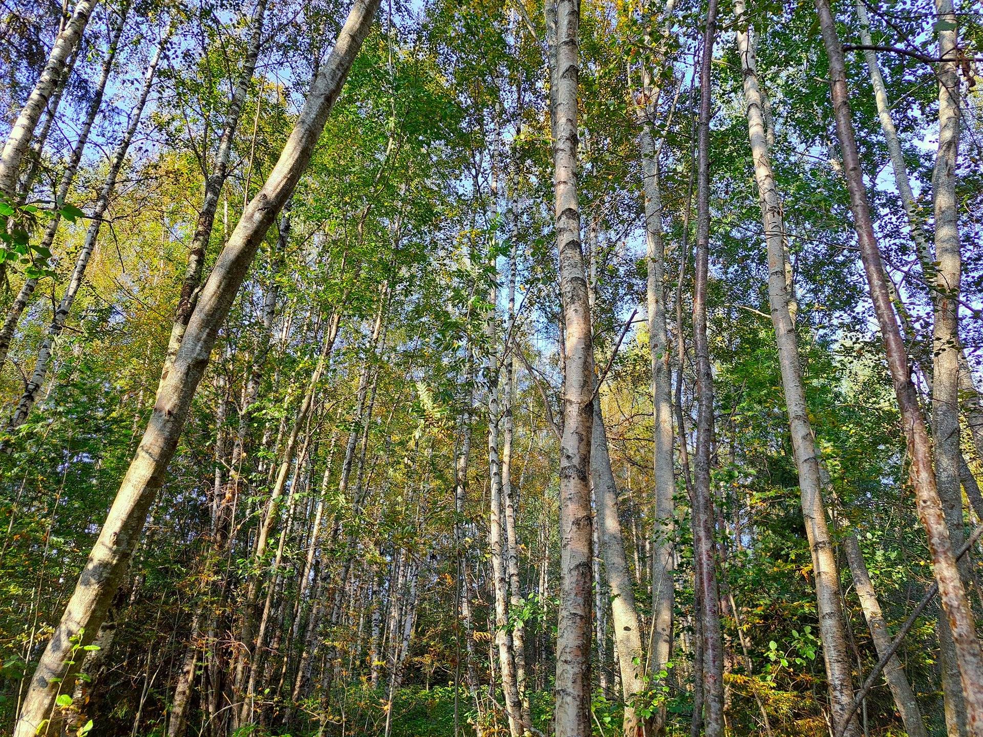 Evijärvi Aho, metsätilat TERVASHUHTA 10:48 ja HAKAMAA 10:30 yhteensä 8,1 ha 6