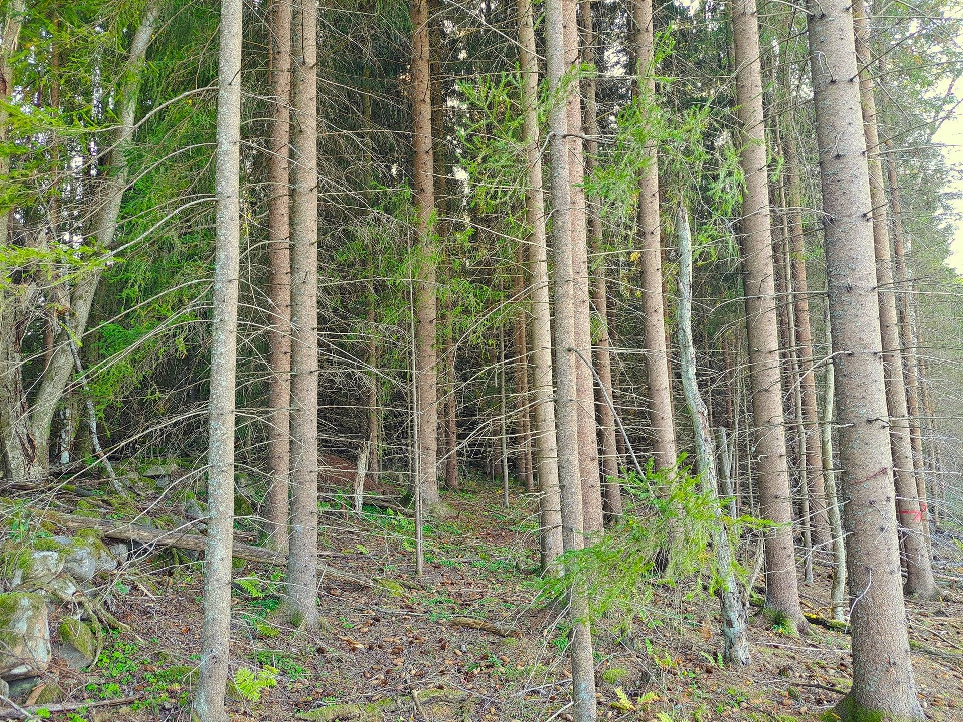 Evijärvi Aho, metsätilat TERVASHUHTA 10:48 ja HAKAMAA 10:30 yhteensä 8,1 ha 9