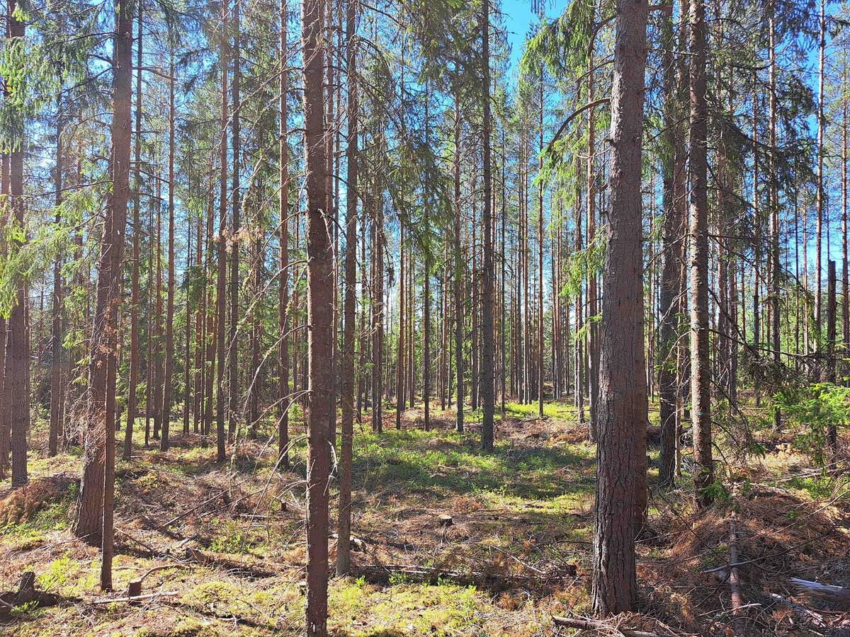 Omslagsbild för objektet Ahola 286-422-2-653