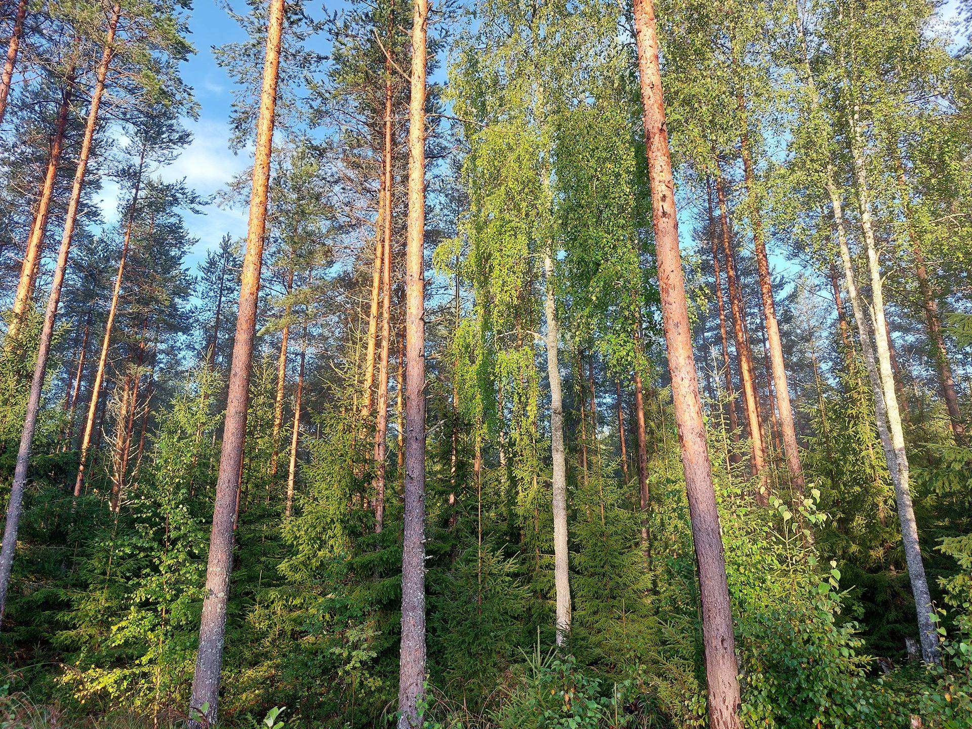 Omslagsbild för objektet Vesakko 689-424-1-95