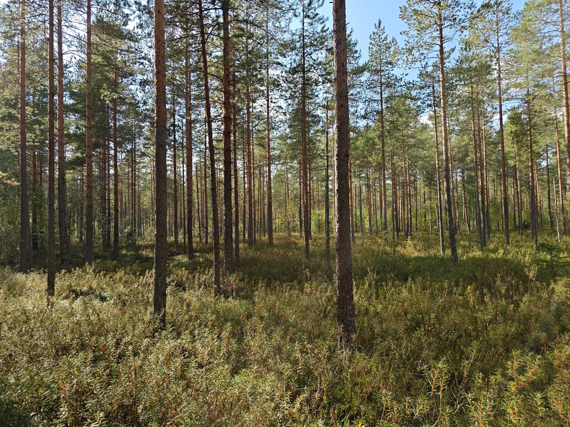 Soini/Ähtäri, Kujala 759-401-1-140, Vainionpää 759-401-1-138, Siirtokujala 989-403-1-117 ja Tyystä 989-403-1-116  7