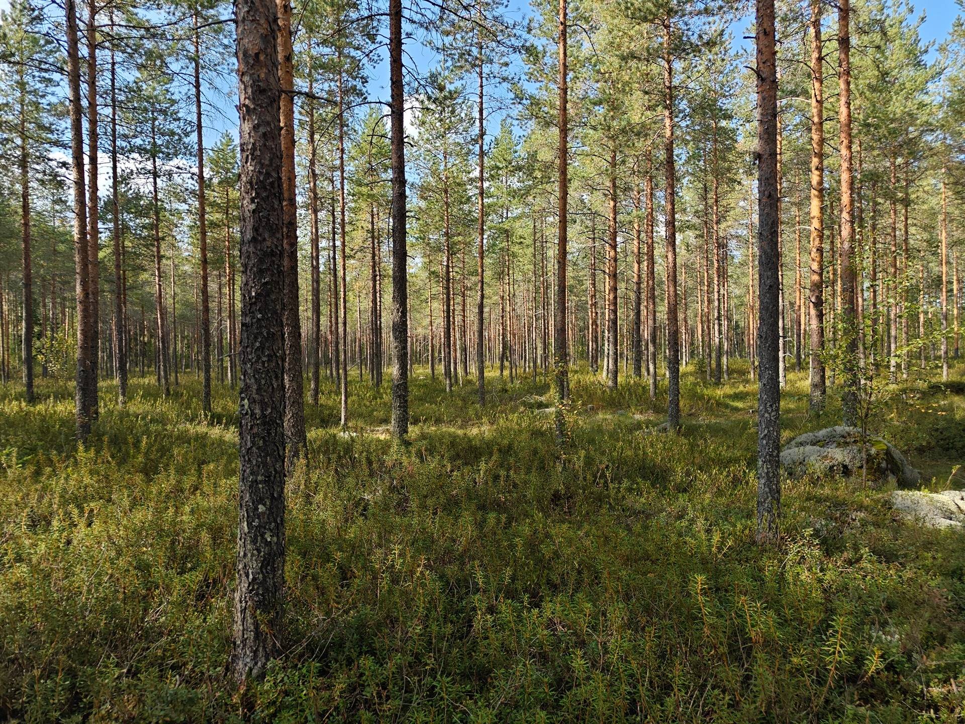 Soini/Ähtäri, Kujala 759-401-1-140, Vainionpää 759-401-1-138, Siirtokujala 989-403-1-117 ja Tyystä 989-403-1-116  9