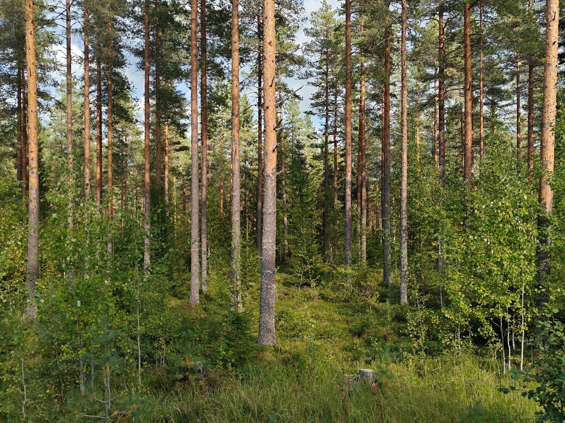 Soini/Ähtäri, Kujala 759-401-1-140, Vainionpää 759-401-1-138, Siirtokujala 989-403-1-117 ja Tyystä 989-403-1-116  11