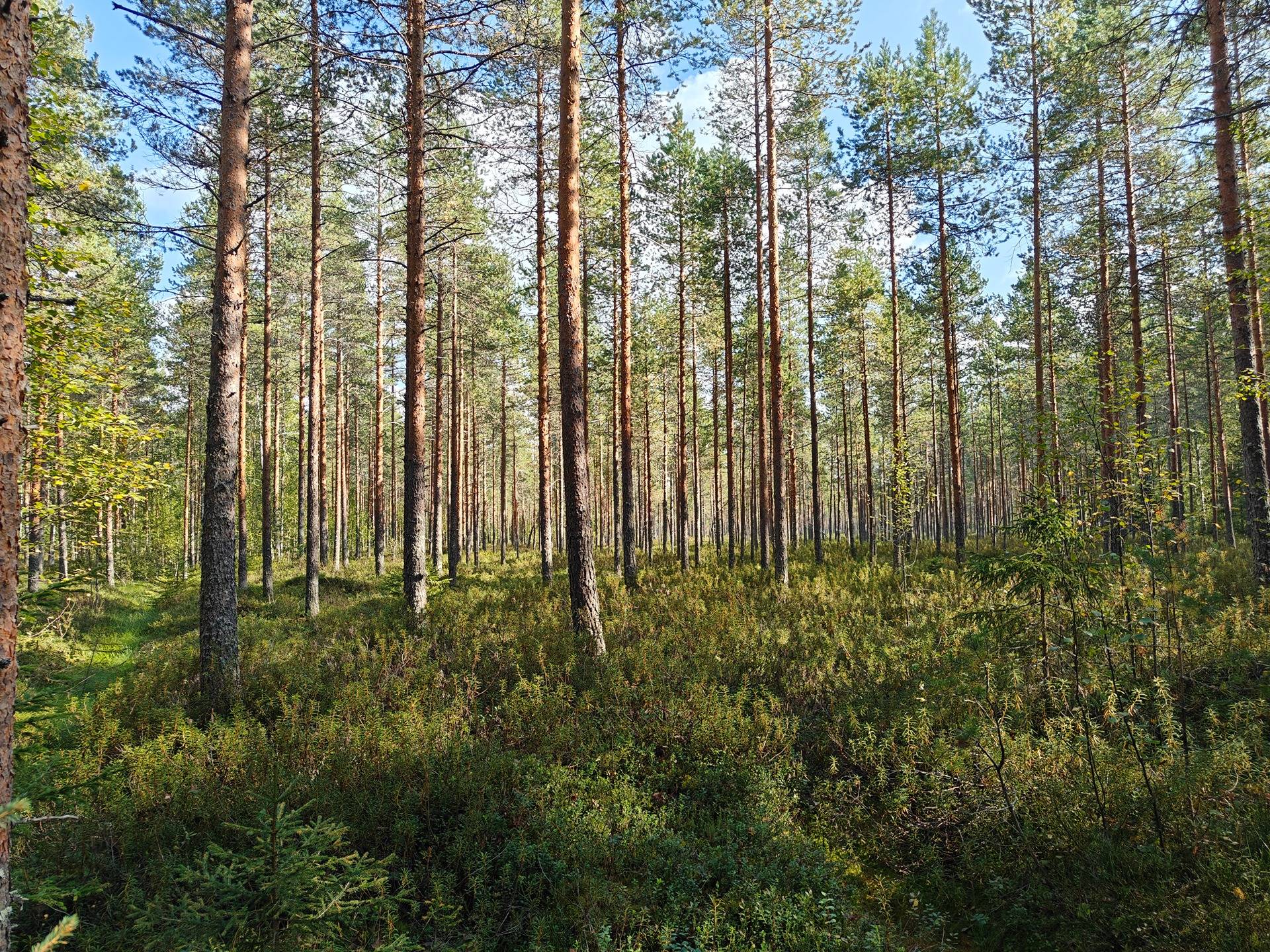 Soini/Ähtäri, Kujala 759-401-1-140, Vainionpää 759-401-1-138, Siirtokujala 989-403-1-117 ja Tyystä 989-403-1-116  12