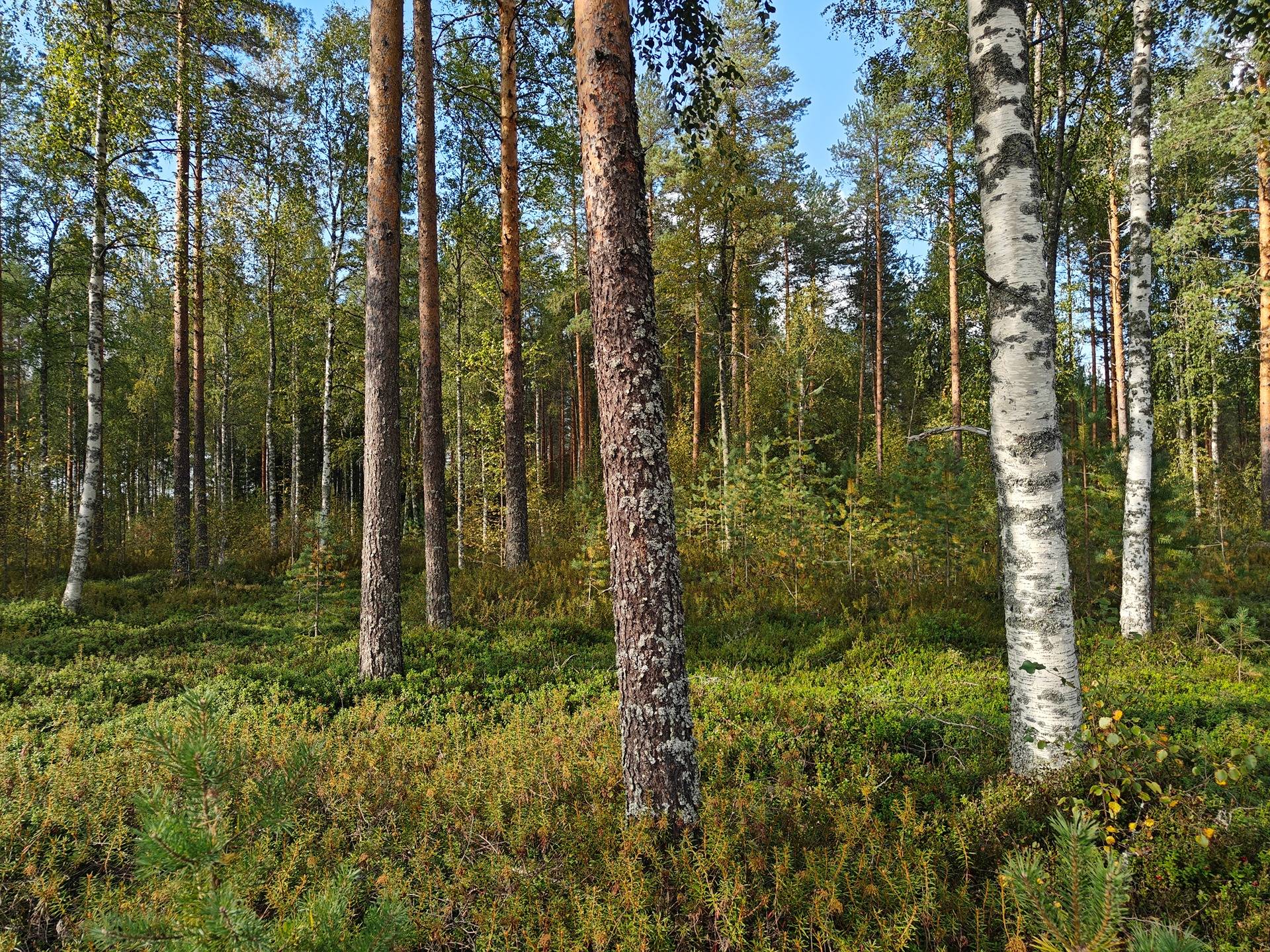 Soini/Ähtäri, Kujala 759-401-1-140, Vainionpää 759-401-1-138, Siirtokujala 989-403-1-117 ja Tyystä 989-403-1-116  14