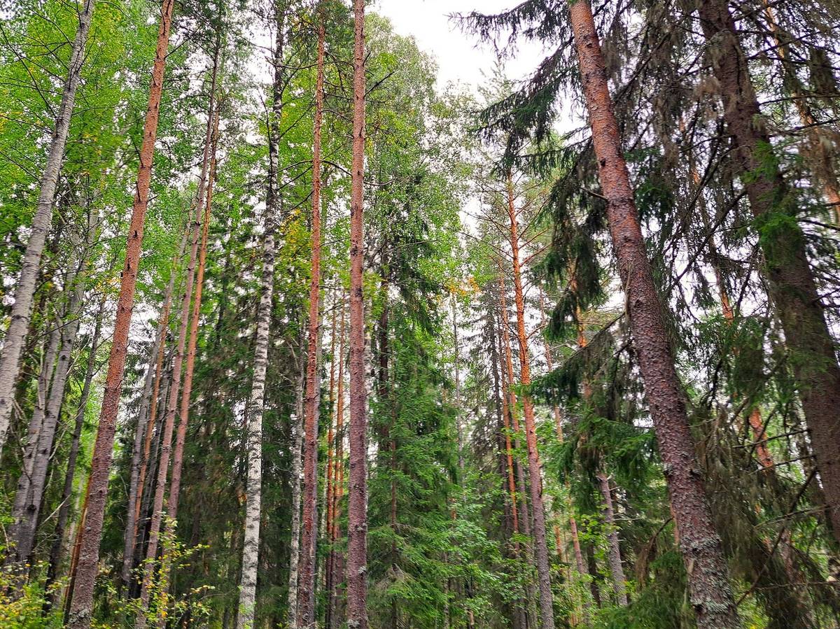 Omslagsbild för objektet Perho Jänkä, LISÄ-LEHMÄKANGAS 186:0 metsätila 44,07 ha