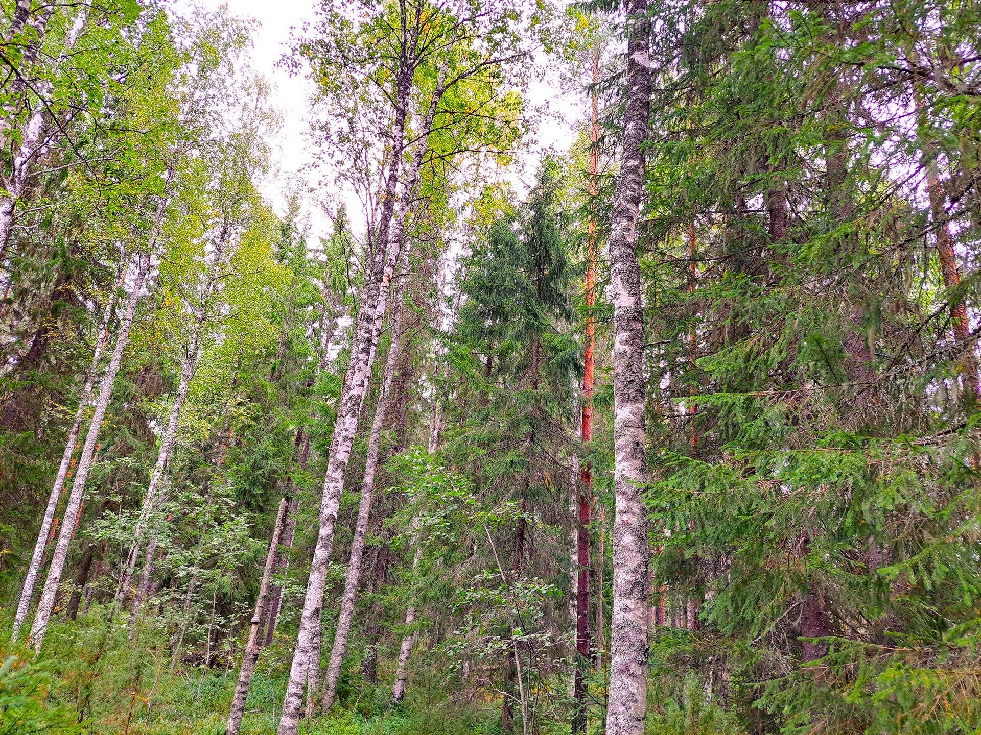 Perho Jänkä, LISÄ-LEHMÄKANGAS 186:0 metsätila 44,07 ha 6