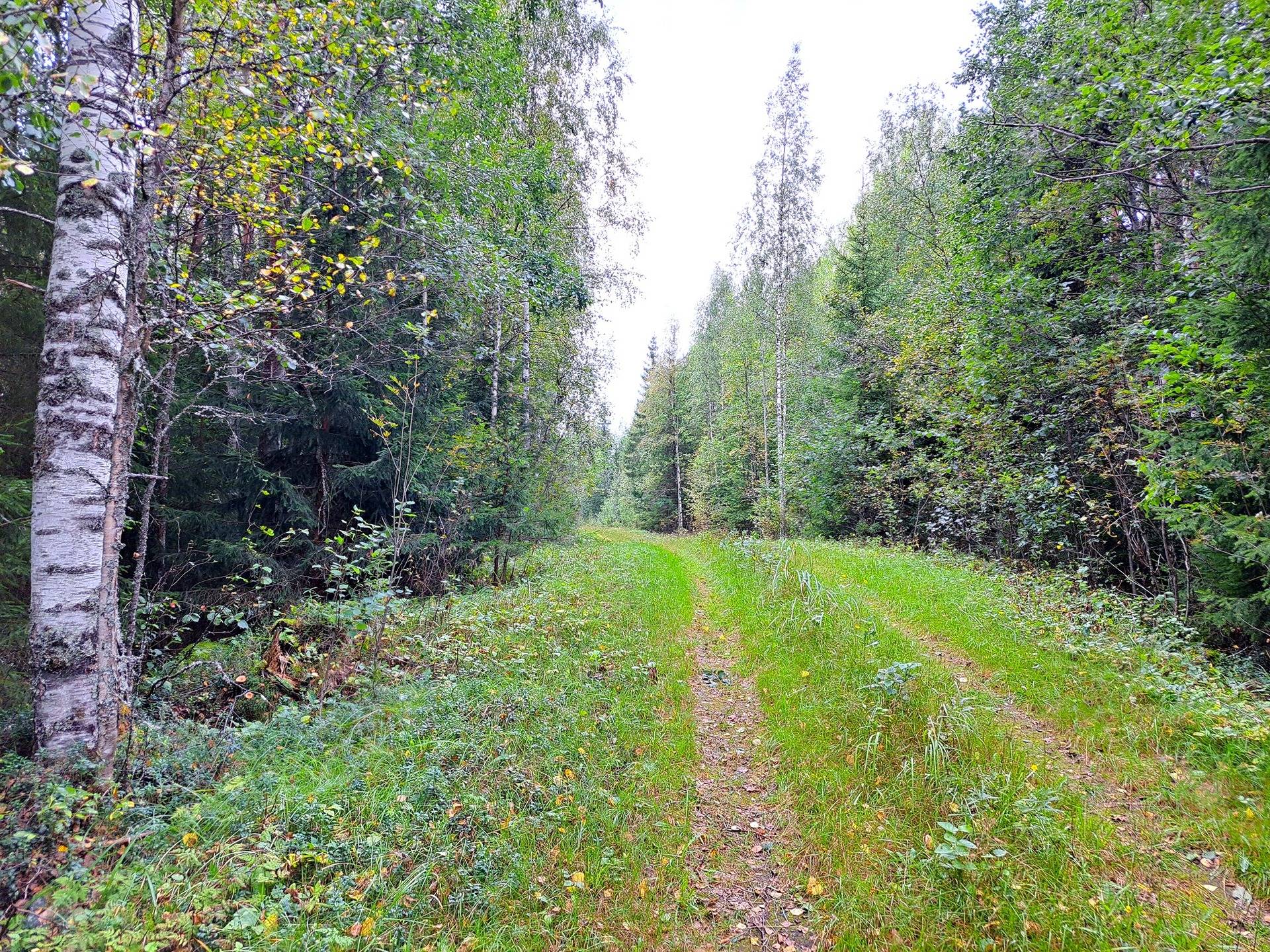 Perho Jänkä, LISÄ-LEHMÄKANGAS 186:0 metsätila 44,07 ha 4