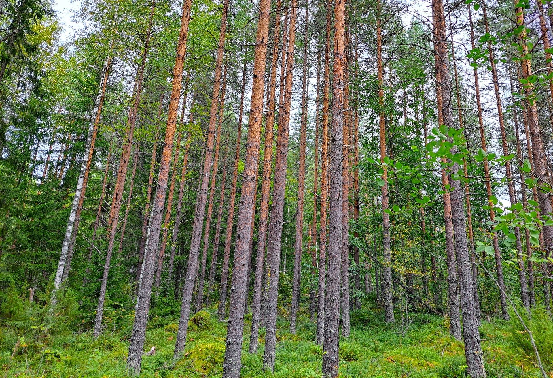 Perho Jänkä, LISÄ-LEHMÄKANGAS 186:0 metsätila 44,07 ha 7