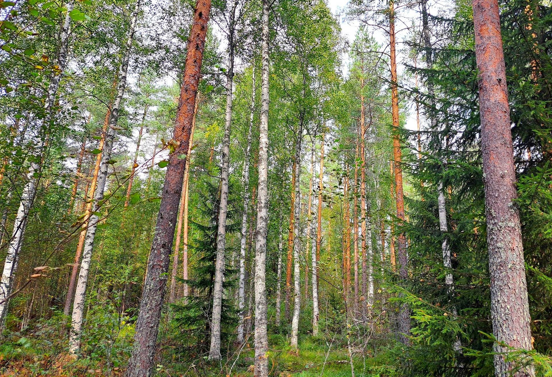 Perho Jänkä, LISÄ-LEHMÄKANGAS 186:0 metsätila 44,07 ha 5