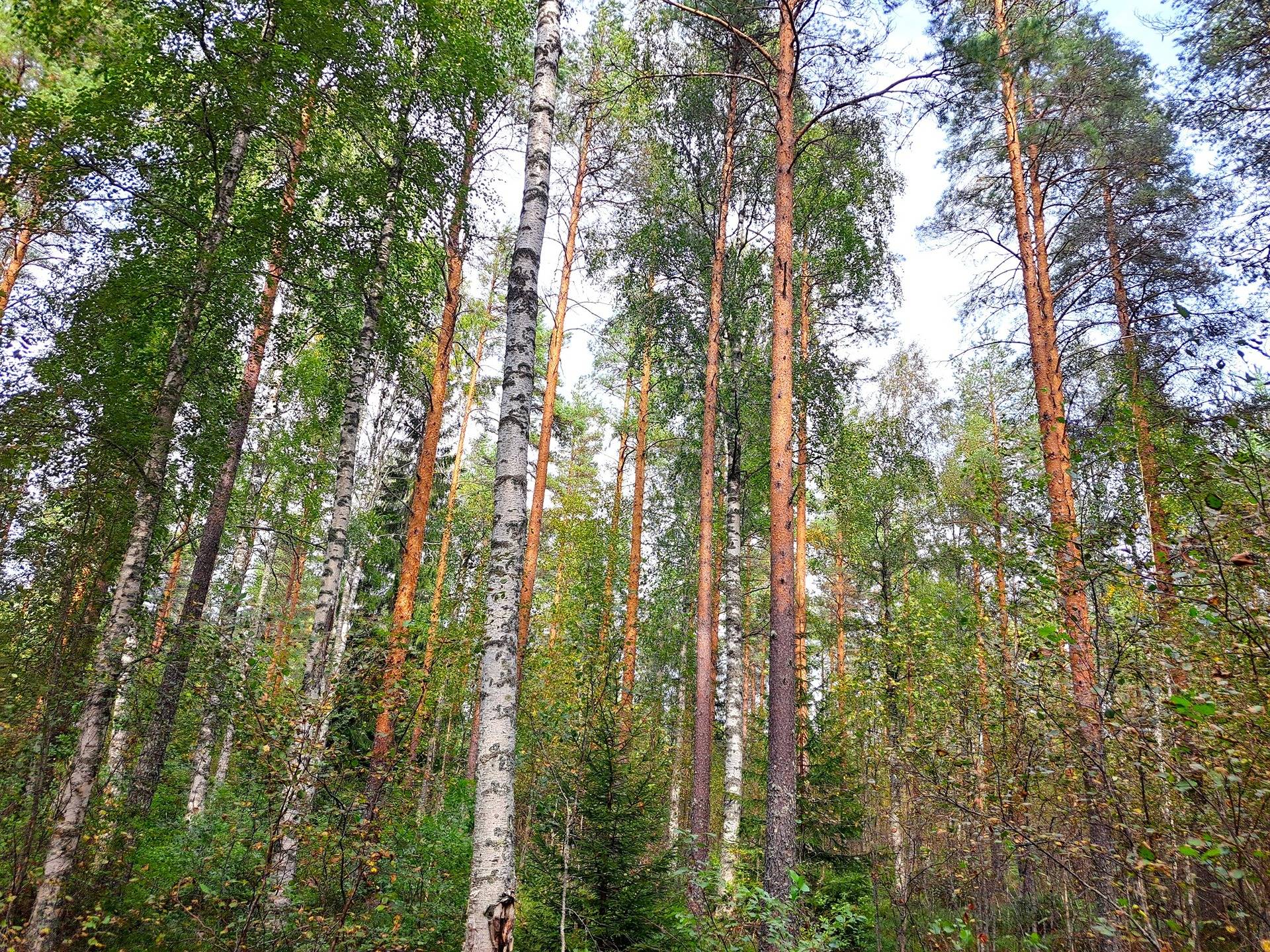 Perho Jänkä, LISÄ-LEHMÄKANGAS 186:0 metsätila 44,07 ha 9