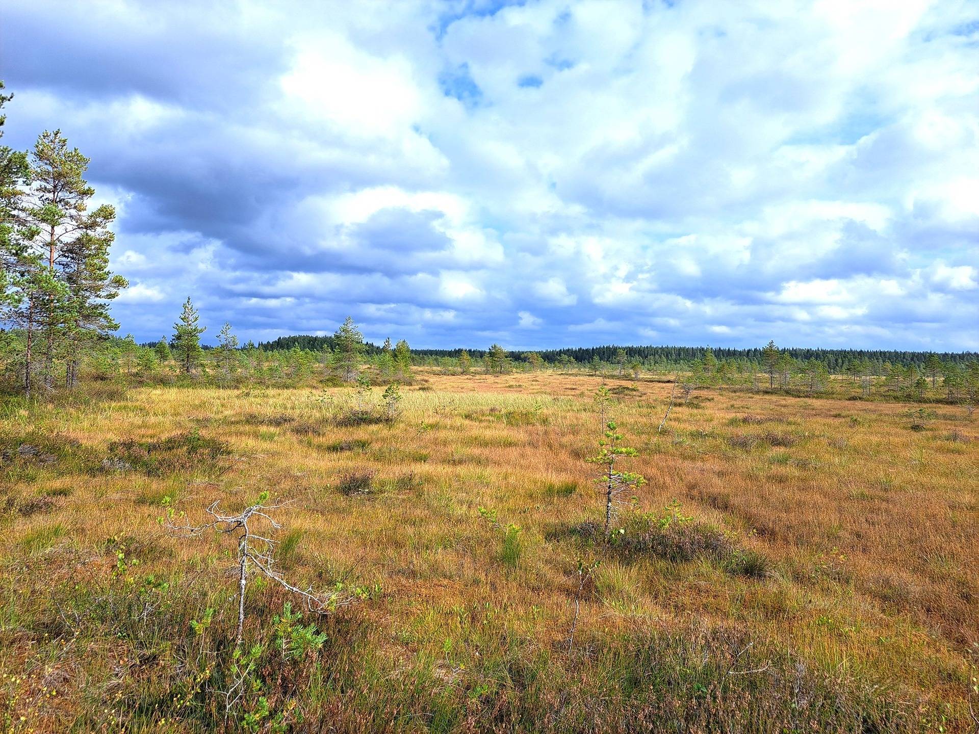 Perho Jänkä, LISÄ-LEHMÄKANGAS 186:0 metsätila 44,07 ha 8