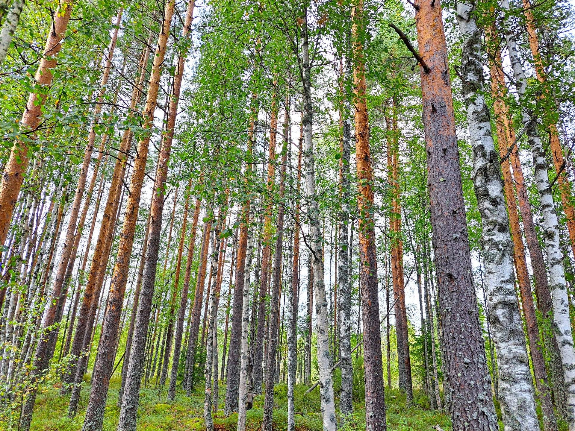 Perho Jänkä, LISÄ-LEHMÄKANGAS 186:0 metsätila 44,07 ha 10