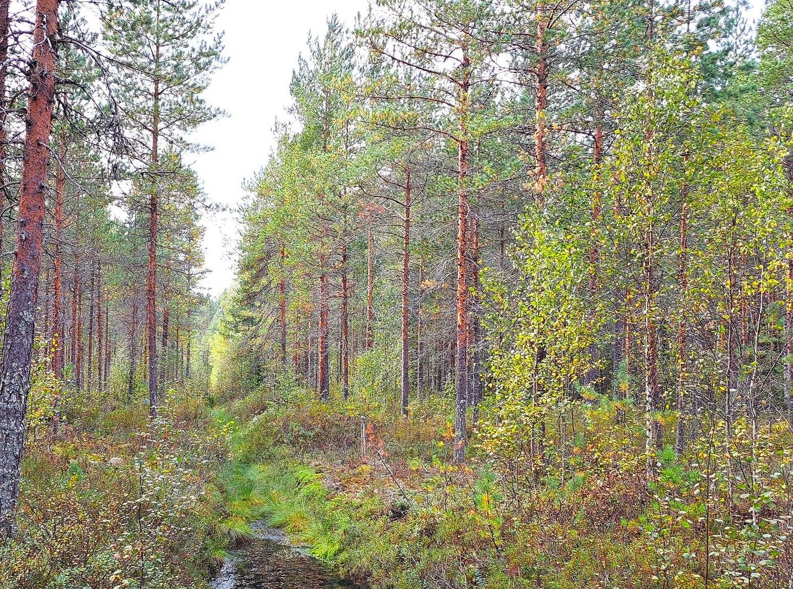 Perho Jänkä, LISÄ-LEHMÄKANGAS 186:0 metsätila 44,07 ha 12