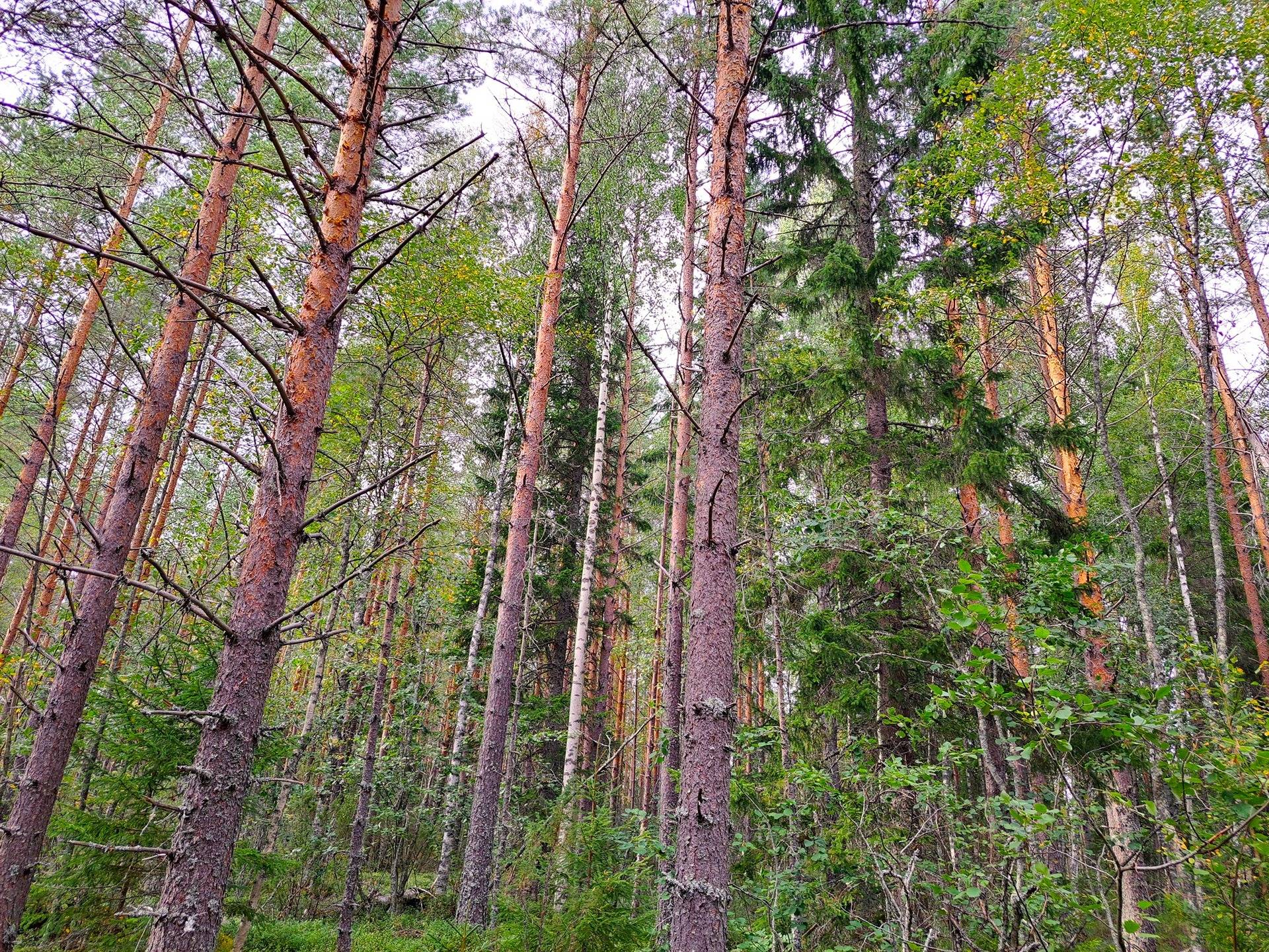 Perho Jänkä, LISÄ-LEHMÄKANGAS 186:0 metsätila 44,07 ha 13