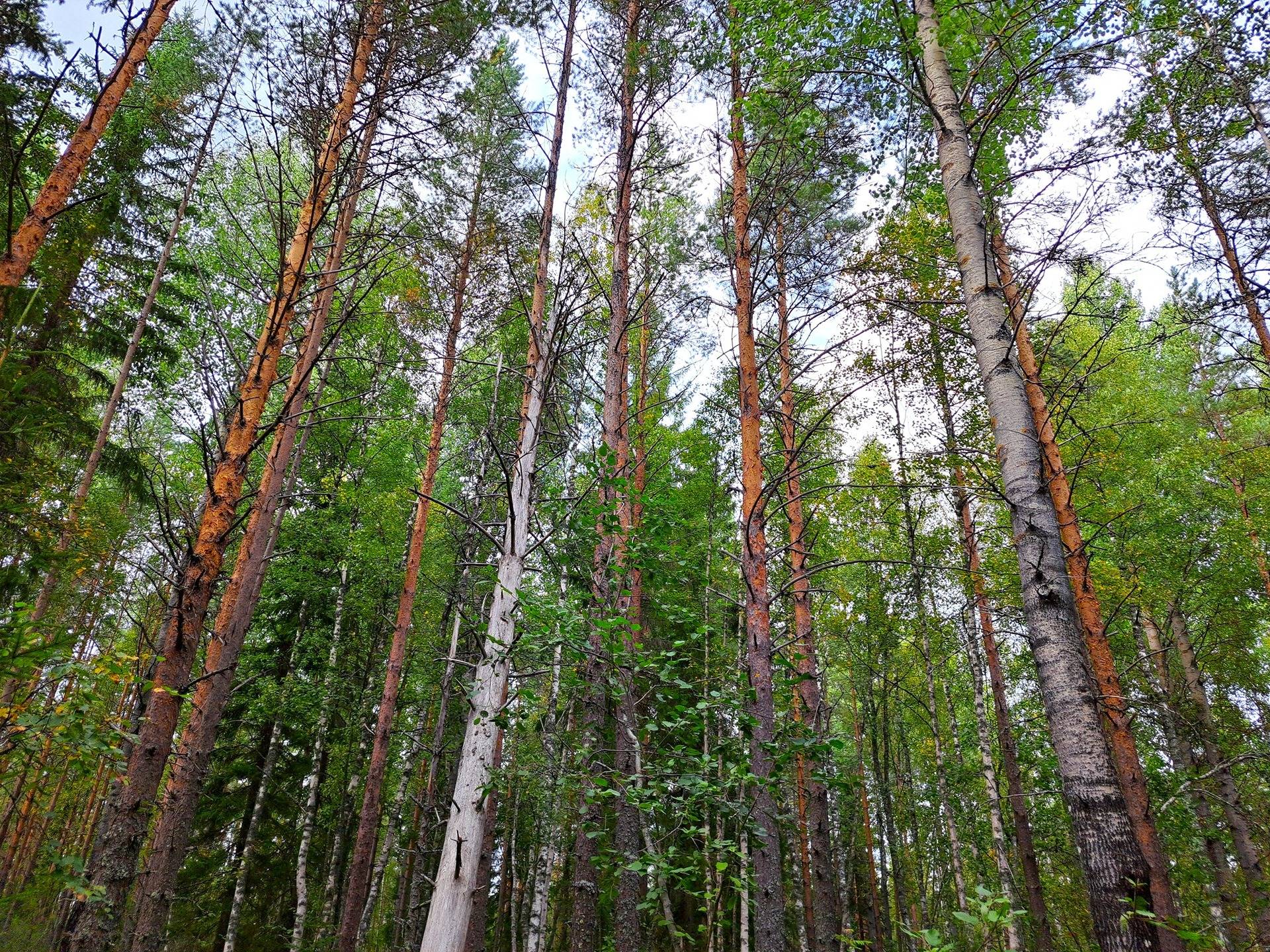 Perho Jänkä, LISÄ-LEHMÄKANGAS 186:0 metsätila 44,07 ha 11