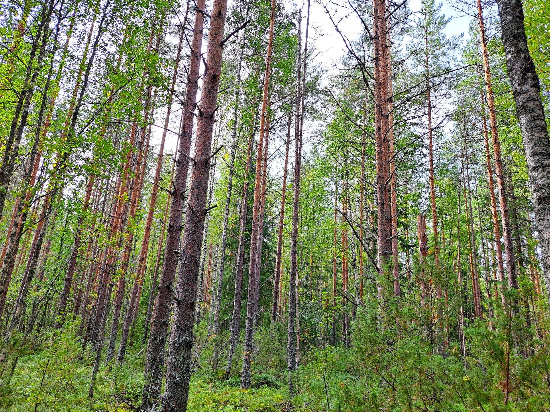 Perho Jänkä, LISÄ-LEHMÄKANGAS 186:0 metsätila 44,07 ha 14