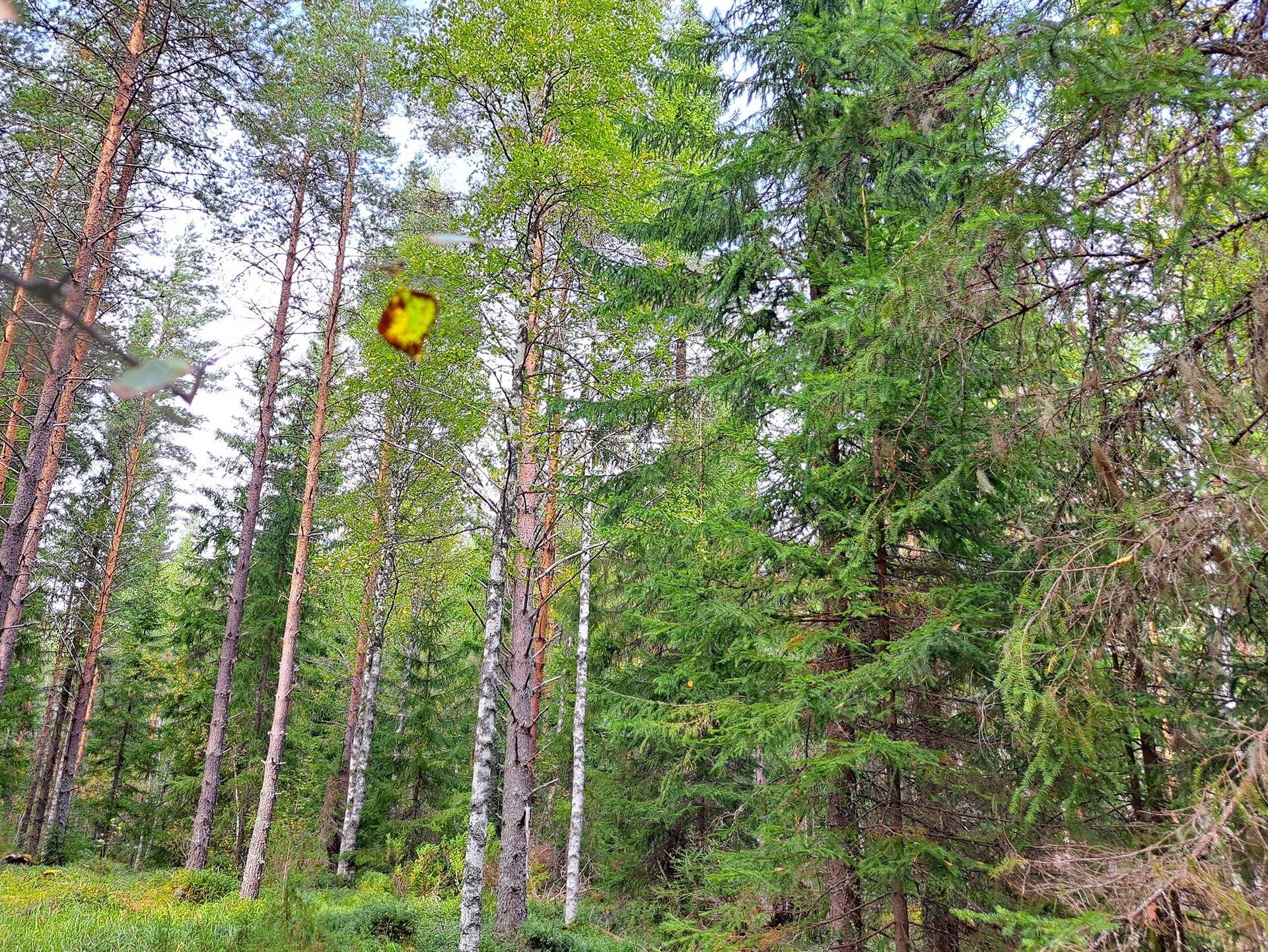 Perho Jänkä, LISÄ-LEHMÄKANGAS 186:0 metsätila 44,07 ha 15