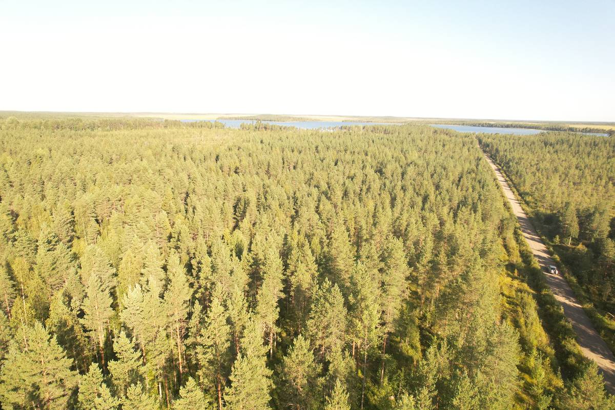 Cover photo for the object KORPELA mala 889-403-54-3 n. 22,95 ha n. 28 km Utajärven kk:ltä Naamankylässä