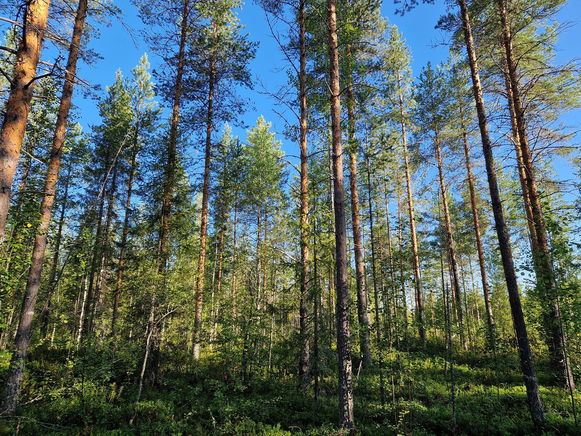 KORPELA mala 889-403-54-3 n. 22,95 ha n. 28 km Utajärven kk:ltä Naamankylässä 19