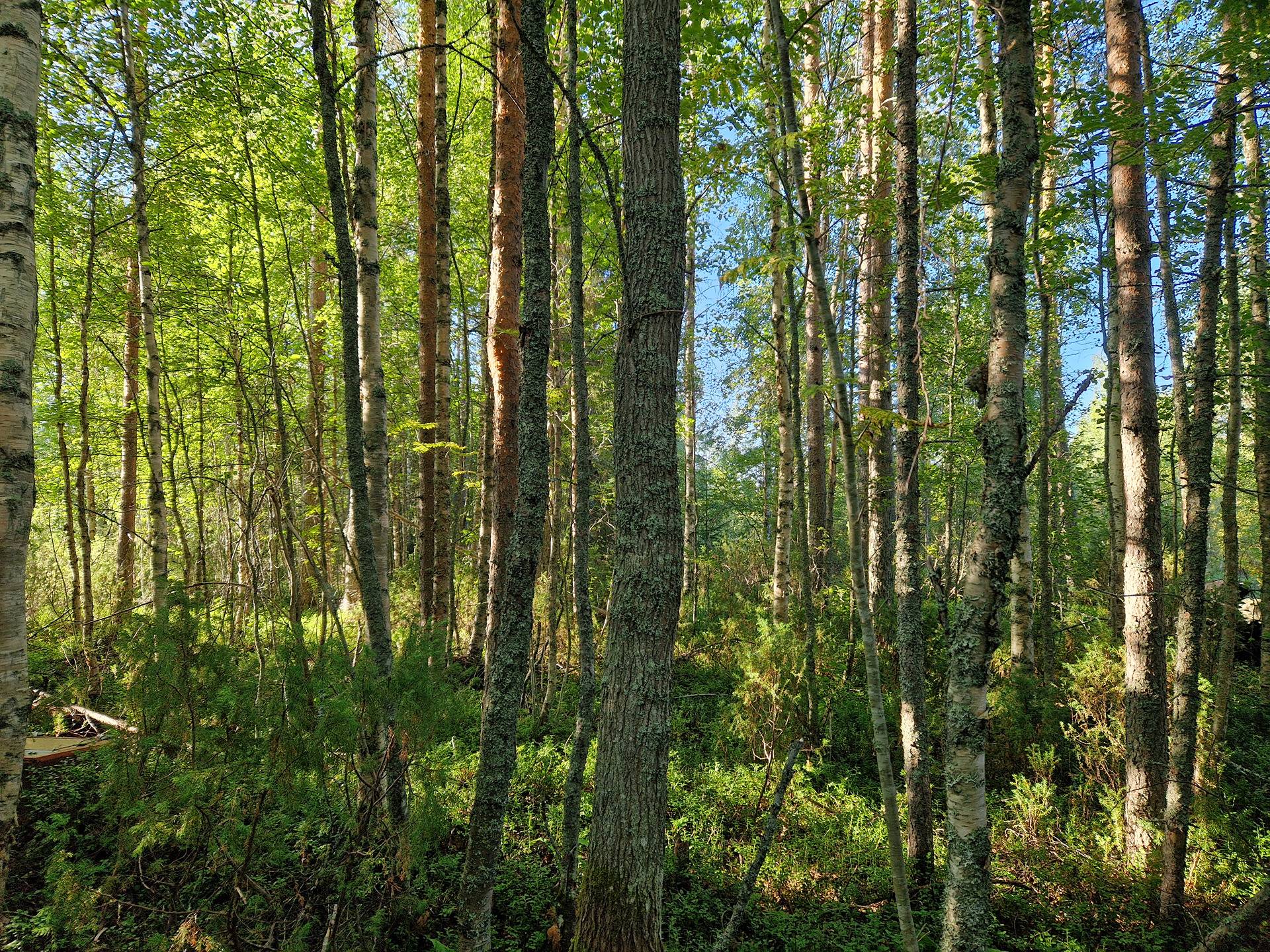 KORPELA mala 889-403-54-3 n. 22,95 ha n. 28 km Utajärven kk:ltä Naamankylässä 22