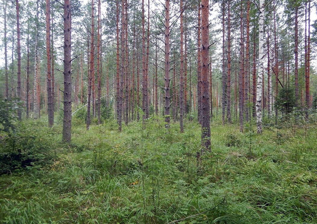 Omslagsbild för objektet Marja-aho 6:81 (171-415-6-81)