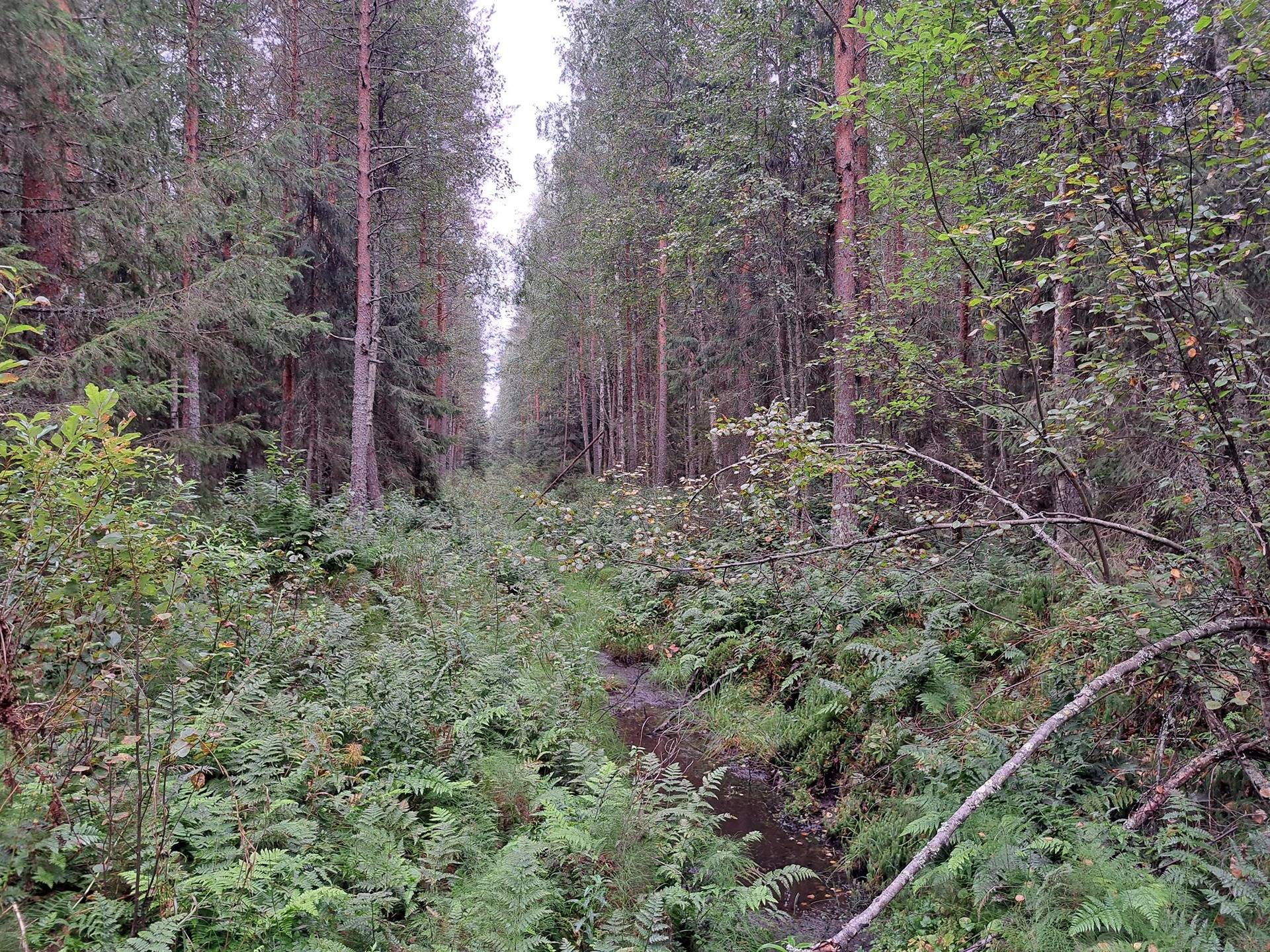 Omslagsbild för objektet Harjula 317-404-10-28