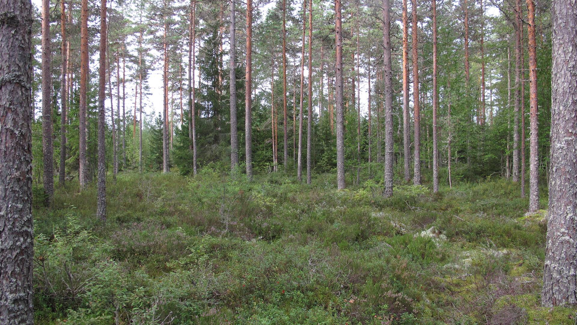 Omslagsbild för objektet Keskinen, Norinkylä