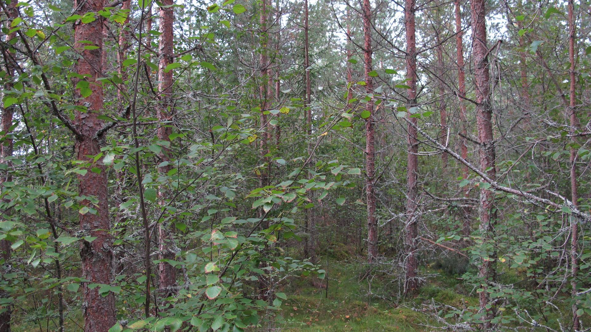 Keskinen, Norinkylä 4