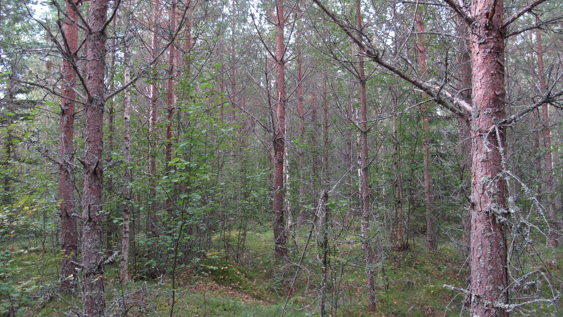 Keskinen, Norinkylä 6