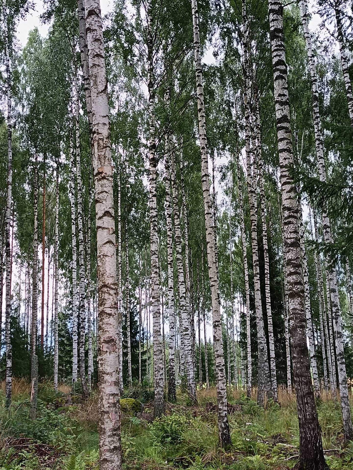 Kansikuva kohteelle M-ala Lehtimäki 3:52