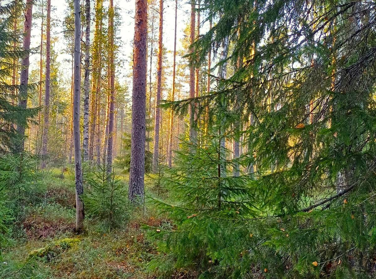 Omslagsbild för objektet Vimpeli Hallapuro, kaksi metsätilaa yhteensä 28,47 ha