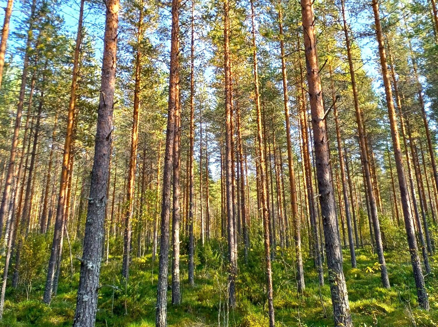 Vimpeli Hallapuro, kaksi metsätilaa yhteensä 28,47 ha 5